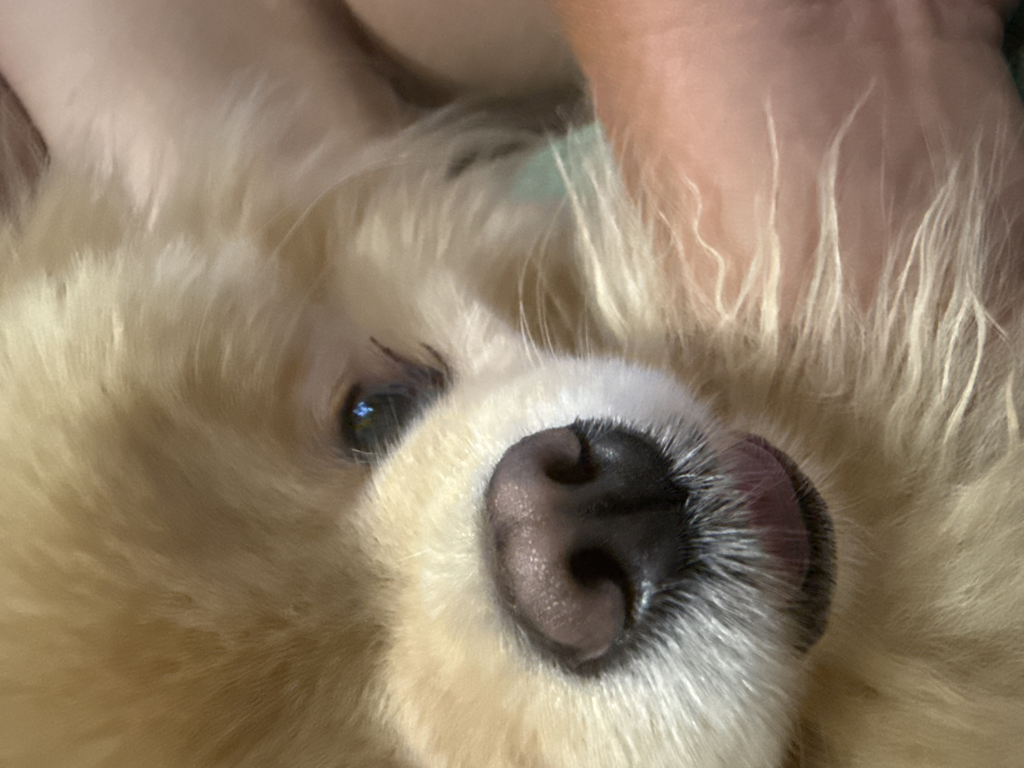 A close-up, macro shot focuses on the face of a light-colored, fluffy dog. The dog's nose, a dark, wet surface with visible pores, is prominent in the foreground. Its mouth is slightly open, revealing a pink tongue. The dog's fur, a soft blonde color, surrounds its face. The background is blurred, but hints of a human arm, with skin and faint hairs, are visible. The lighting appears to be artificial, creating a slightly warm tone to the image. The scene suggests an intimate moment between a person and their pet.