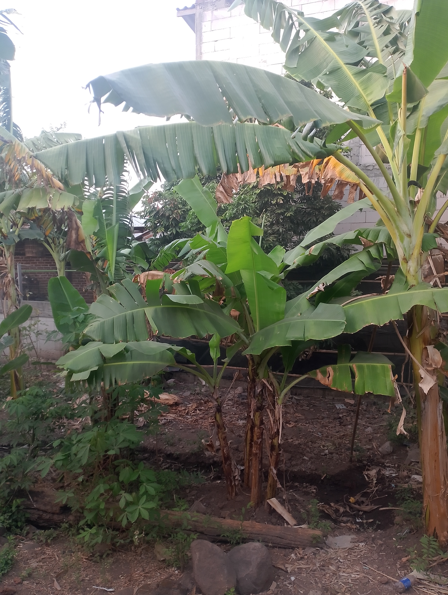 The image depicts a cluster of banana trees in an outdoor, presumably residential, setting. The banana trees are the dominant feature, with large green leaves and thick, fibrous trunks. Some of the leaves appear to be dry and brown, suggesting natural shedding or a lack of optimal growing conditions. The ground is covered with dry leaves, soil, and some scattered debris, including rocks and what appears to be a fallen log. In the background, a brick wall and a white-colored structure, possibly a building, are visible. The overall impression is of a somewhat unkempt, rural or semi-rural environment, consistent with the location of Kedungsari, Indonesia, a region known for its agricultural landscape. No people are present in the image. The lighting suggests it is daytime, possibly late afternoon given the soft light.