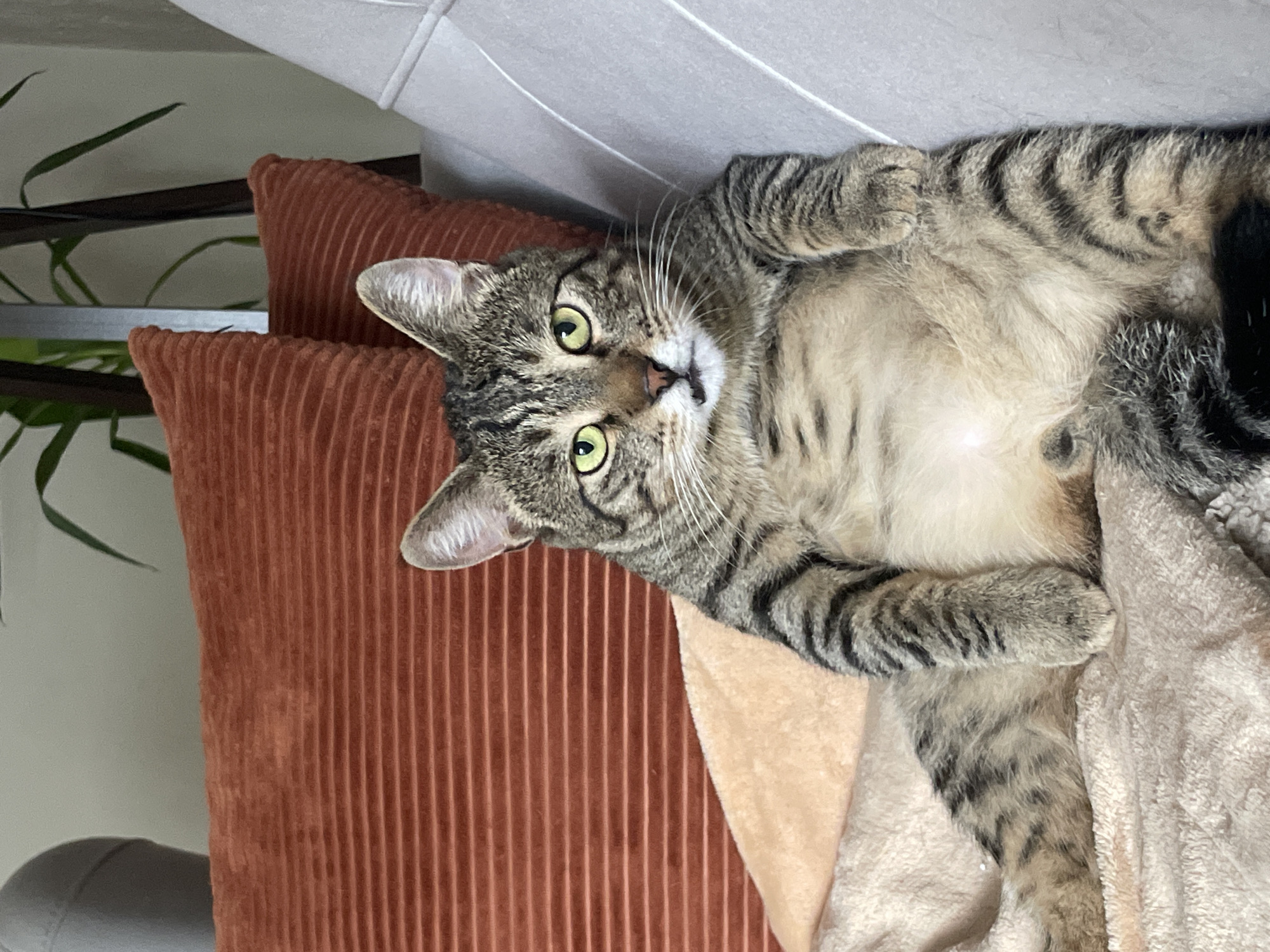 The image shows a tabby cat lying on its back, resting on a soft, light-colored blanket. The cat has green eyes and a striped coat. It appears to be relaxed and comfortable, with its paws extended. Behind the cat, there are two corduroy pillows, one a reddish-brown color and the other a darker shade. The background is out of focus but suggests an indoor setting, possibly a living room, with hints of a plant and a wall. The lighting is soft, suggesting it could be daytime or evening. The overall mood is peaceful and cozy. There is no visible text in the image.