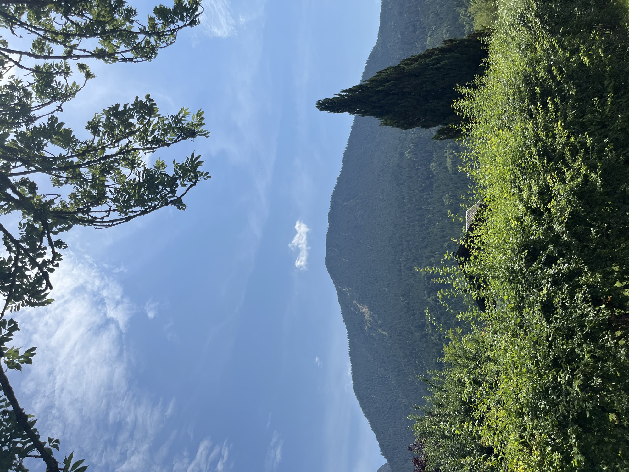 This is a landscape photograph taken in Garmisch-Partenkirchen, Germany. The image captures a clear blue sky with wispy white clouds, suggesting fair weather. Sunlight streams from the left, illuminating the leaves of trees in the foreground.
The primary subject is a lush, green mountainside covered in dense forest. The slope is significant, indicating a mountainous terrain. In the middle ground, a tall, dark green coniferous tree stands out against the lighter green of the deciduous forest. The foreground is dominated by the branches of a leafy tree on the left and a thick hedge of green foliage on the right. A small part of a dark, possibly tiled, roof is visible peeking through the hedge on the right.
The scene suggests a peaceful, natural setting. The lighting indicates it is daytime, likely late morning or early afternoon, given the angle of the sun and the bright illumination. There is no discernible activity or event taking place; it is a static, scenic view. No text is visible in the image. The overall mood is serene and highlights the natural beauty of the mountainous region.