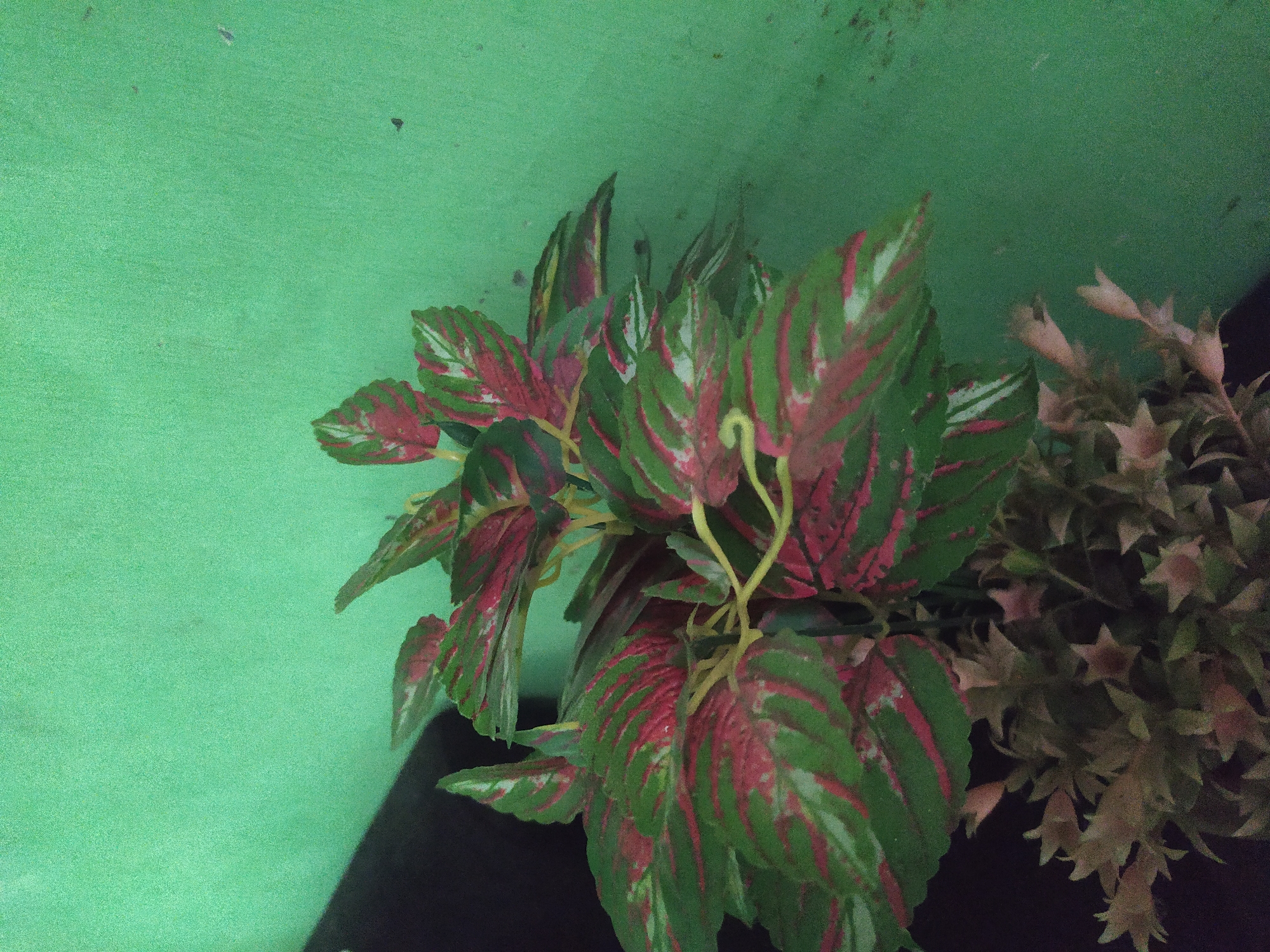 A close-up, angled shot captures a houseplant with vibrant green and red variegated leaves against a textured, light green wall. The plant is positioned to the left of the frame, with a dark, out-of-focus object to its left. The lower portion of the image reveals a second, lighter-colored plant with star-shaped foliage. The scene is consistent with an indoor setting, likely a home or office, in Sroyo, Indonesia.