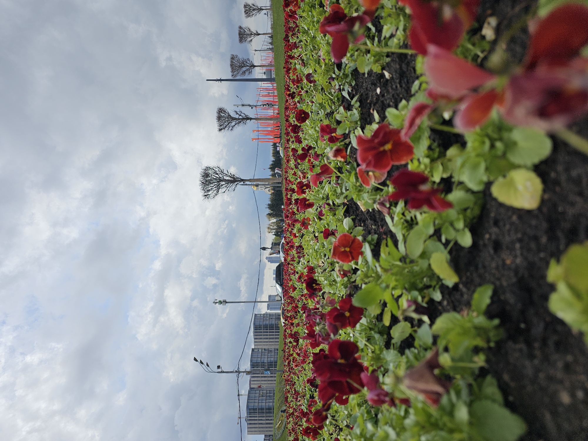 The image shows a flower bed of red flowers with green leaves, likely pansies, in Moscow, Russia. The background includes buildings, bare trees, lamp posts, and a cloudy sky. A row of red flagpoles is visible in the distance. The image is taken from a low angle, focusing on the flowers. The camera is rotated 90 degrees counter-clockwise.