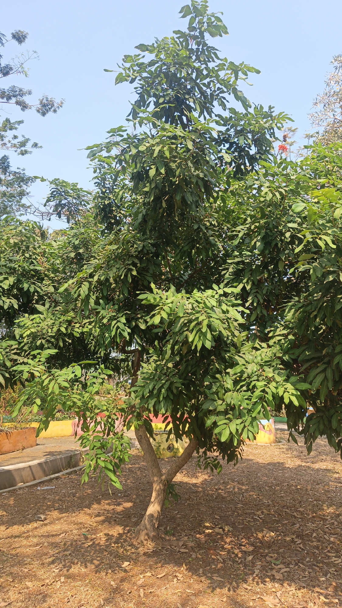A full shot shows a mature, leafy tree with a thick trunk that splits into two main branches as it rises. The tree is located outdoors on a sunny day, with its shadow cast on the dry, leaf-covered ground. In the background, there are planters with colorful designs, and a clear blue sky is visible above. The scene is peaceful and natural, with no people present. The location is identified as Jekulo, Indonesia.