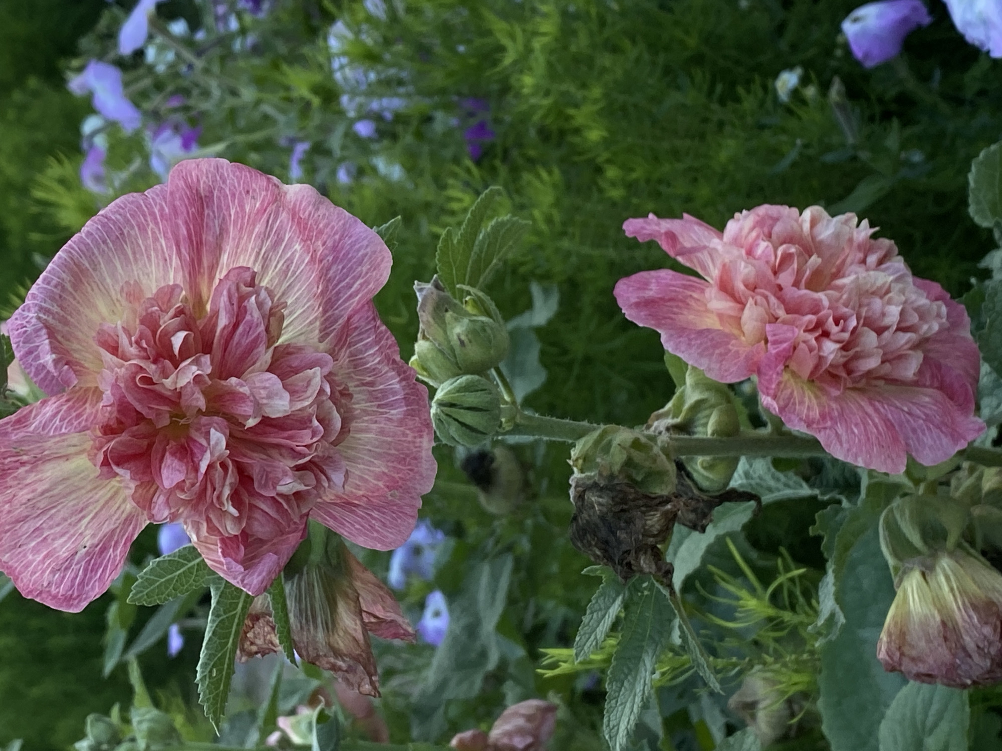 This is a close-up, vertical, eye-level shot of two large, double-petaled pink hollyhock flowers in bloom. The upper flower, larger and more in focus, displays delicate pink and cream striations radiating from the center. It has a ruffled, multi-layered appearance. Below it, a second, similar but smaller hollyhock is also in bloom, with its petals also a vibrant pink with lighter creamy undertones. Several green buds and some dried, withered petals are visible on the stems, indicating a progression of the flowering cycle. The background is a blur of lush green foliage, interspersed with small, out-of-focus purple flowers, suggesting a garden setting. The lighting is soft and diffused, characteristic of natural daylight, likely late afternoon or early morning. The image does not contain any people or specific landmarks that would indicate its location in Cairaclia, Moldova.