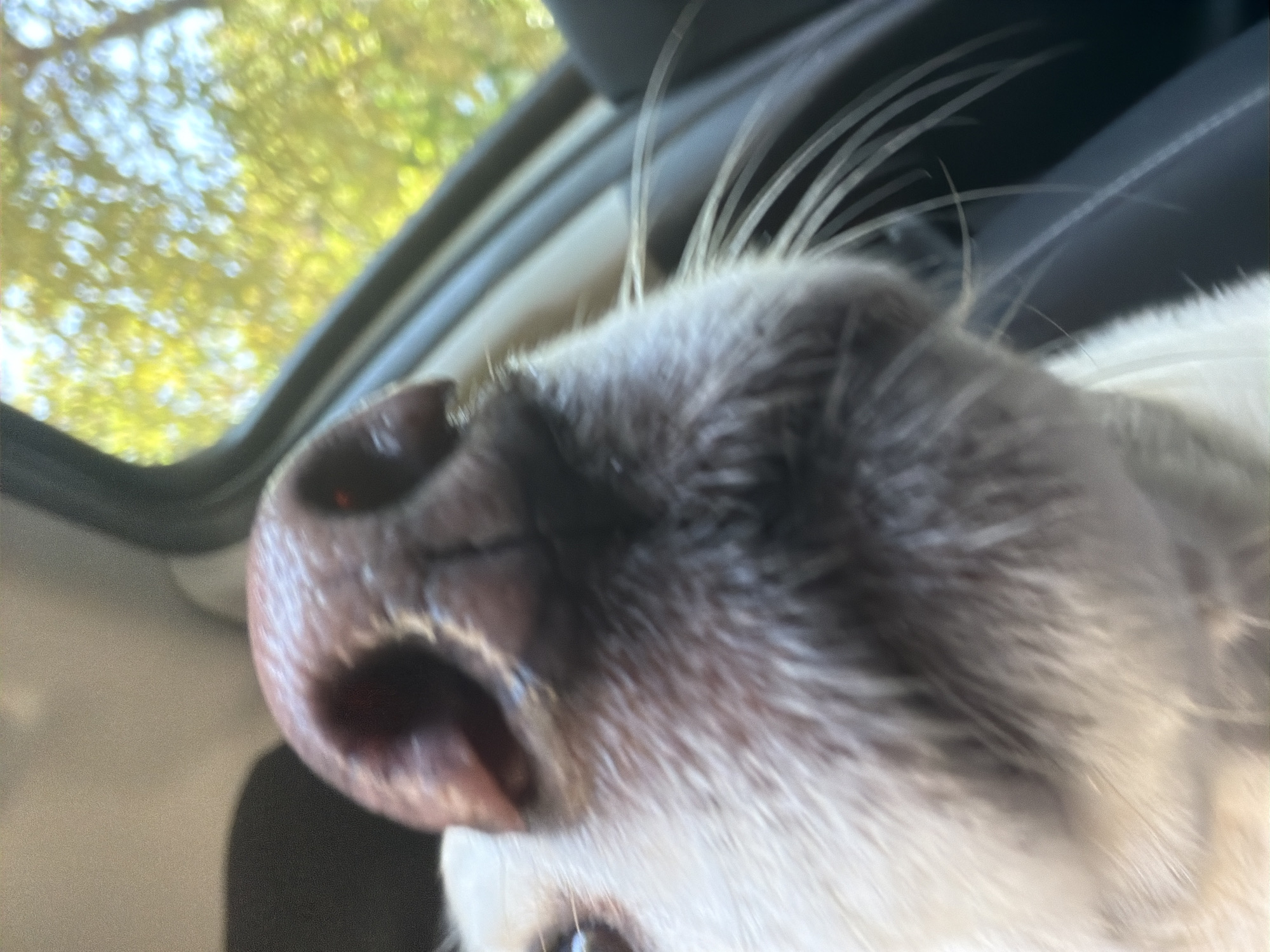 A close-up, low-angle shot focuses on the nose and muzzle of a light-colored dog, possibly a Golden Retriever or similar breed, from within the interior of a vehicle. The dog's nose is wet and dark brown, with visible nostrils. The fur on its muzzle is light, appearing somewhat wiry and dense. Long, white whiskers extend outwards from the muzzle. The background is blurred, showing the green and yellow hues of foliage, indicating a natural, outdoor environment viewed through the car window. The interior of the car, including a dark dashboard and car door panel, is visible in the foreground and to the right. The scene is likely set in Pazardzhik, Bulgaria, given the context provided.