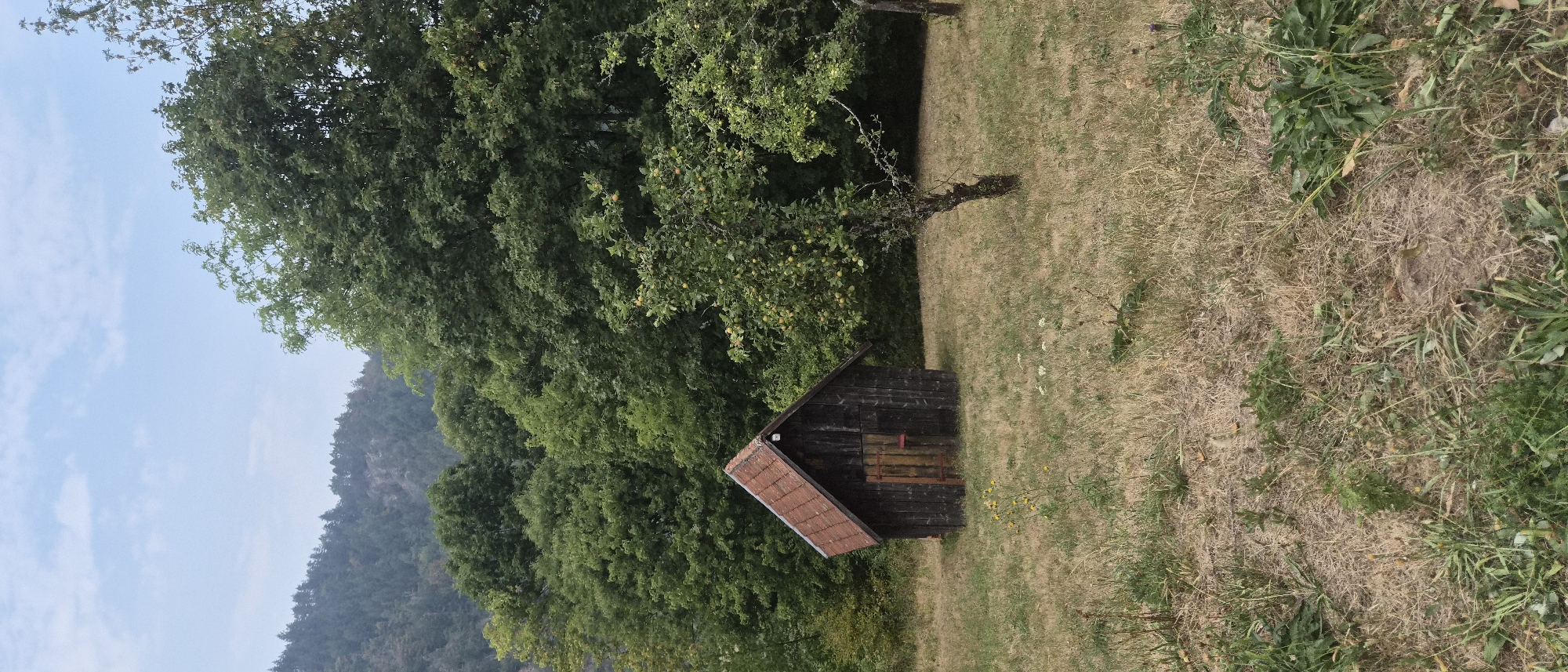 The image shows a small, weathered wooden shed with a red-tiled roof set in a dry, grassy field. The shed has a wooden door with a red handle. Behind the shed, a dense forest of green trees rises up a hillside, with a hazy, blue sky above. A small, spindly tree with some green leaves and yellow fruit stands in front of the shed to the right. The overall scene is rural and suggests a natural, slightly overgrown environment. The image does not provide any specific information or context to place it within the city of Forbach, Germany.
