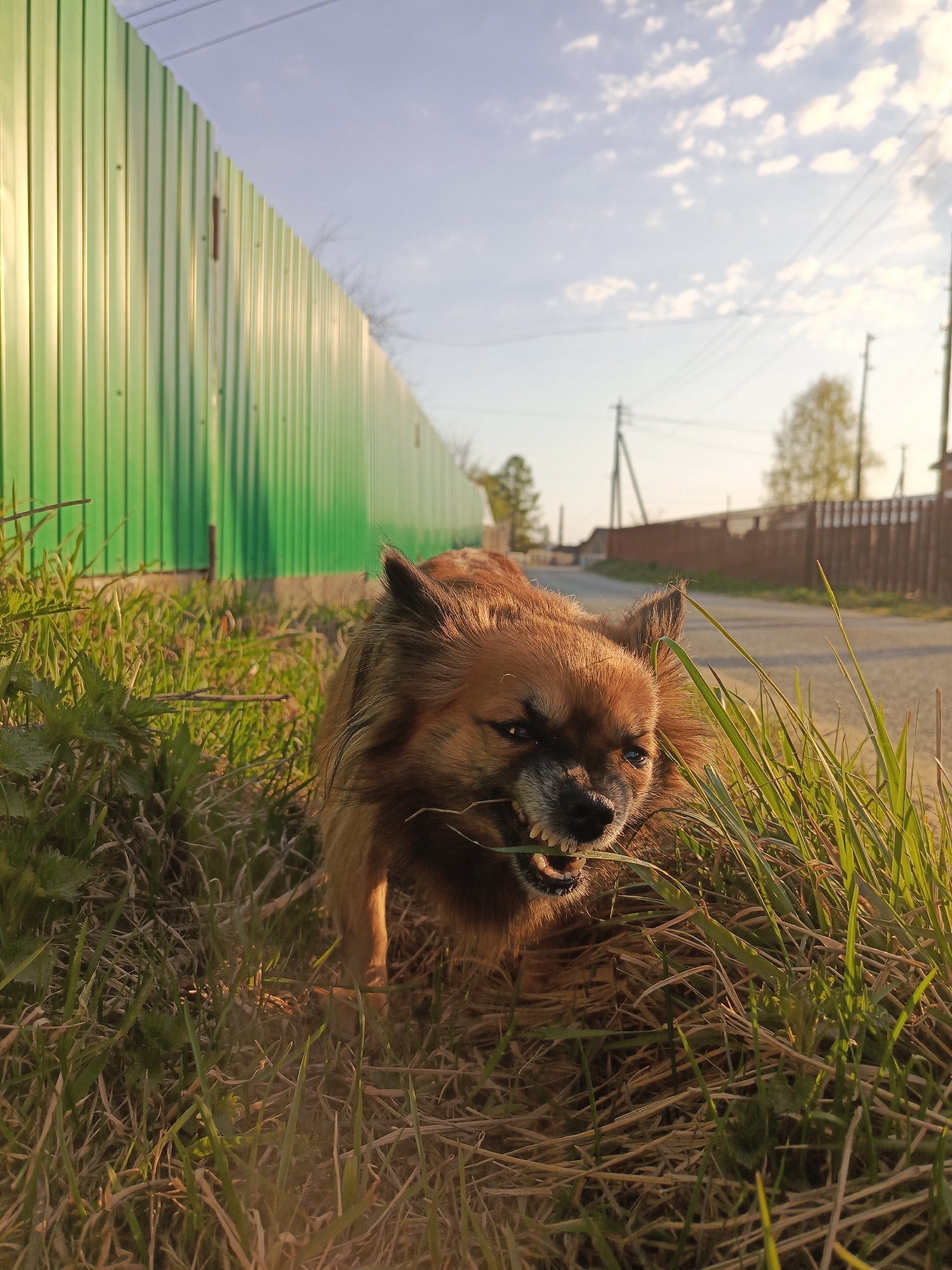 A medium shot depicts a small, brown, long-haired dog growling and baring its teeth while standing in a patch of grass, possibly in the city of Chaikovsky, Russia. The dog has grass in its mouth and appears agitated. Behind the dog, a bright green corrugated metal fence stretches into the distance. A road runs parallel to the fence, leading toward a distant row of houses and utility poles under a blue sky with scattered clouds. The foreground is dominated by grass, and the scene is bathed in warm sunlight.