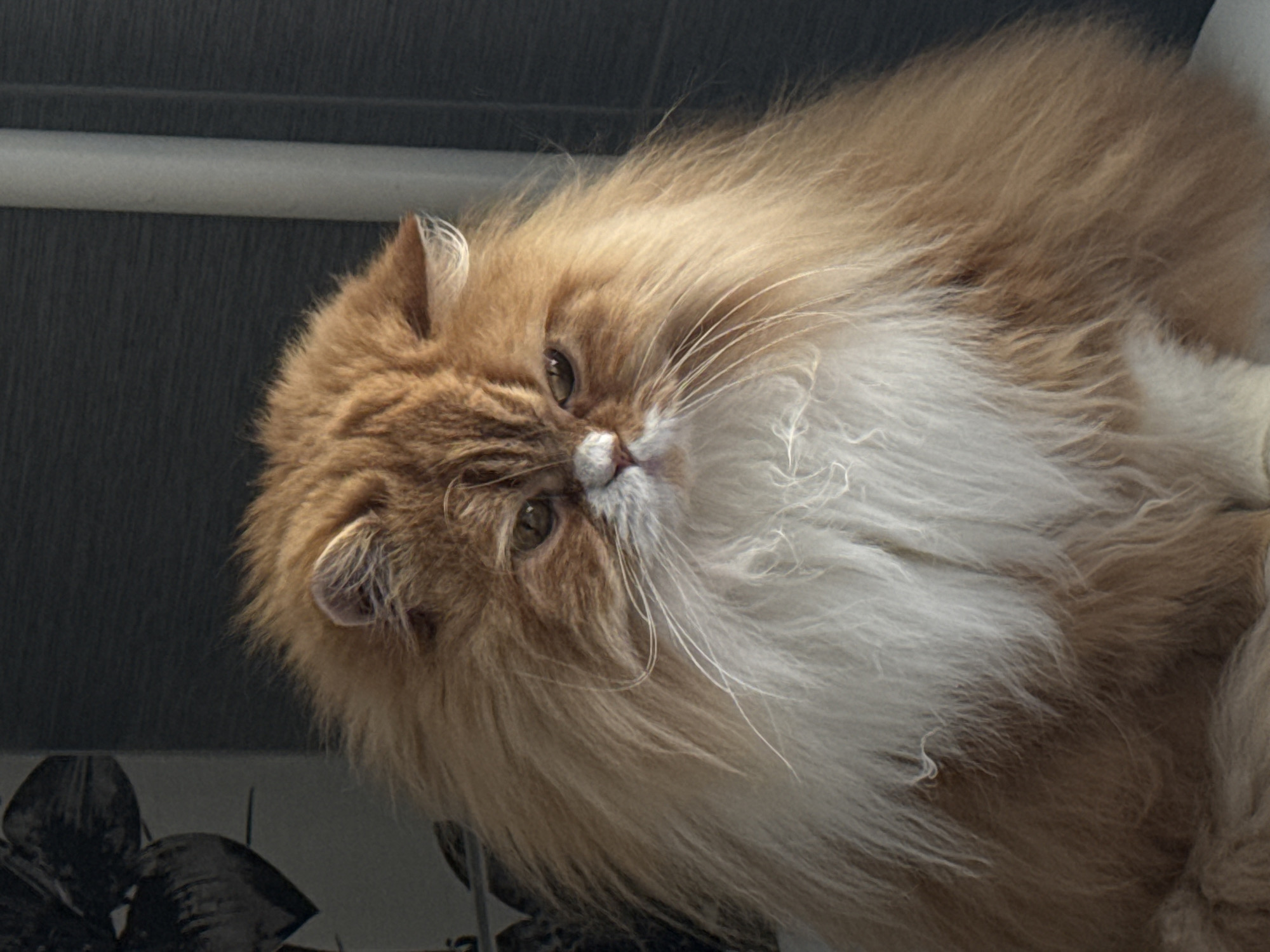 A fluffy orange and white Persian cat with amber eyes stares directly at the viewer. The cat is positioned in front of a white horizontal bar, with a dark textured background above and black foliage below. The location is not discernible from the image.