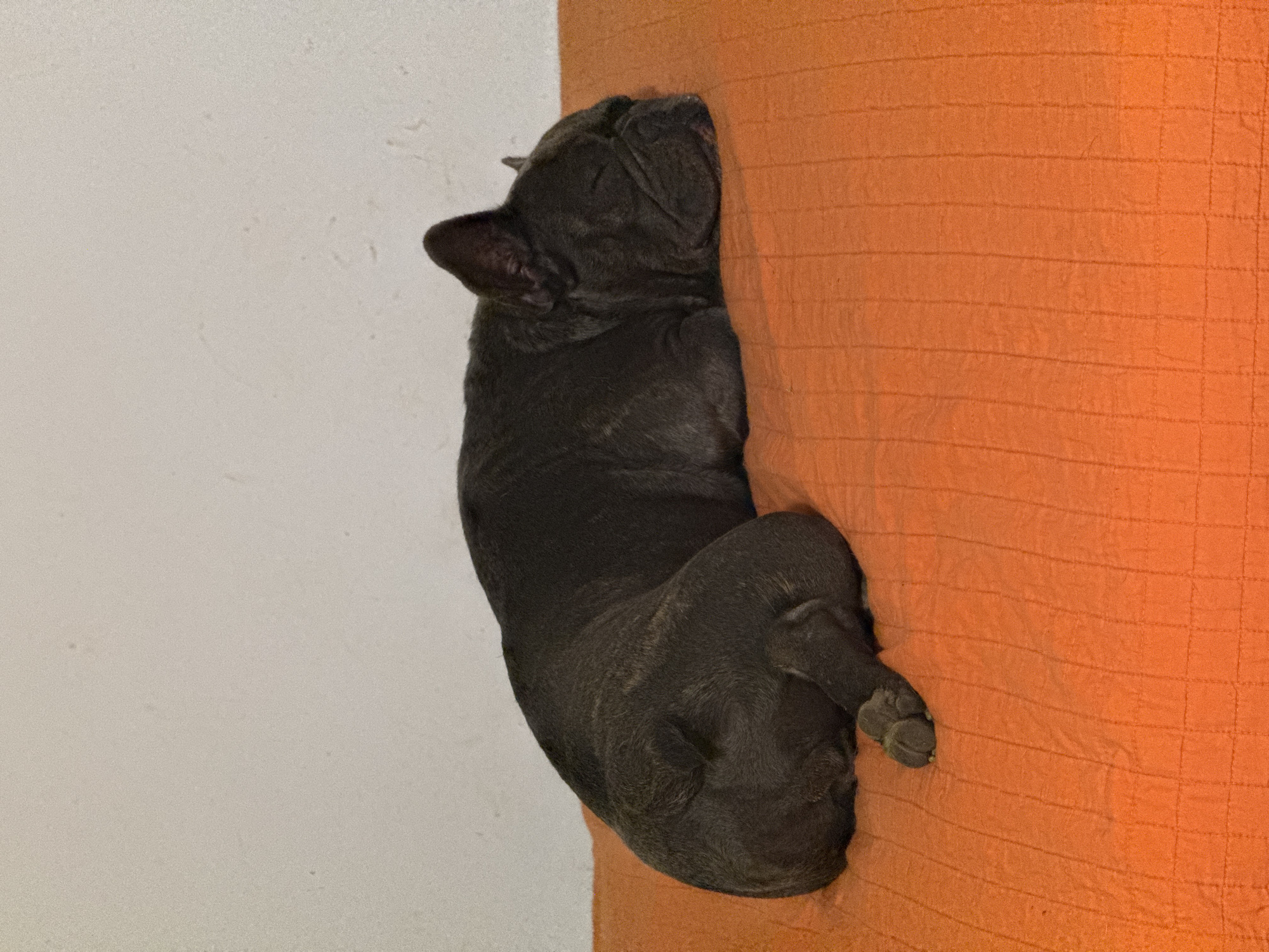 A dark-colored French Bulldog is sleeping on an orange textured surface. The dog is curled up on its side, with its head resting on its paws. The background is a plain white wall. The scene appears to be indoors.