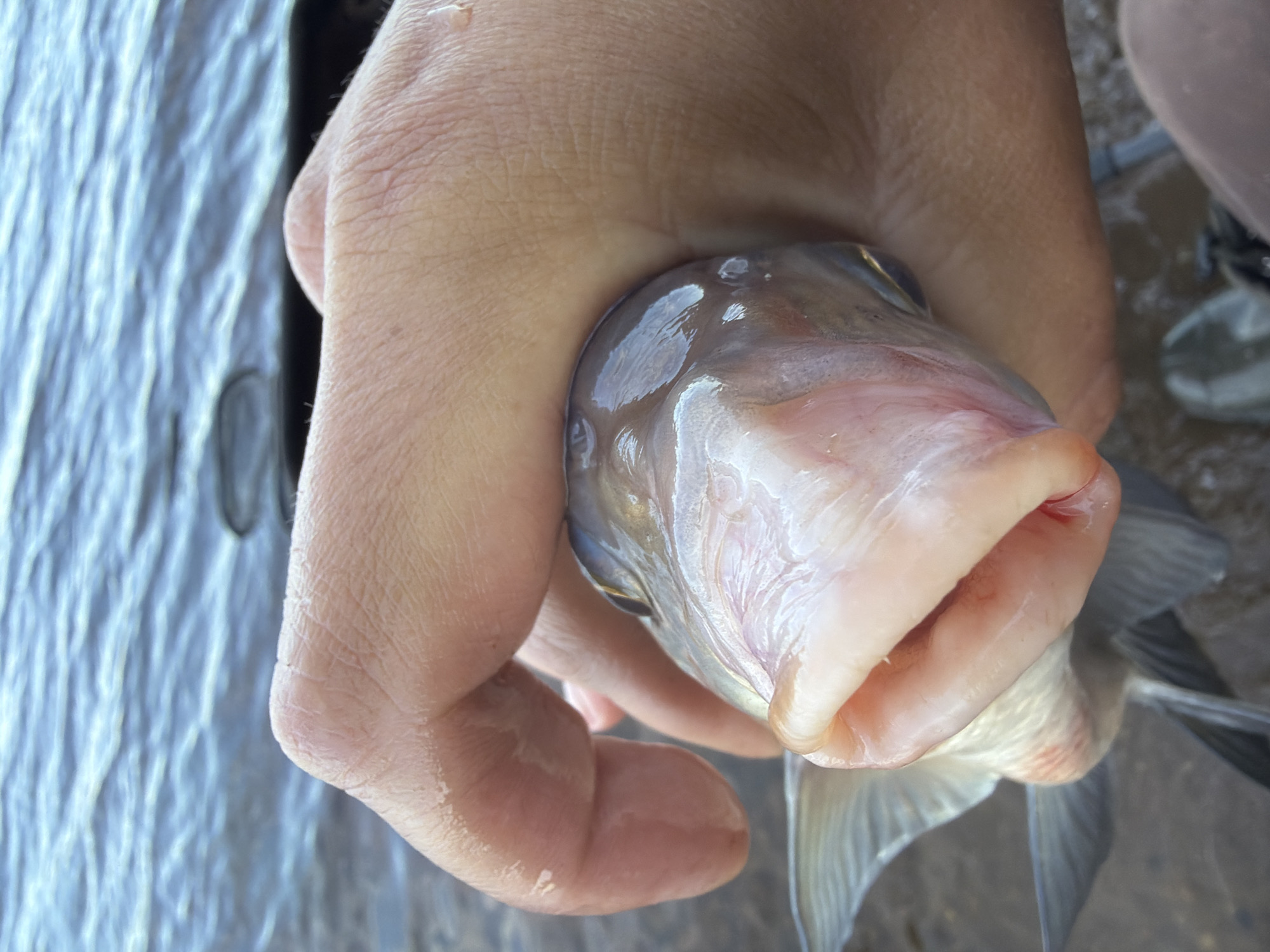 A close-up image features a light-skinned human hand firmly grasping the head of a fish. The hand occupies the left and central-upper portions of the frame, showcasing visible skin texture and creases. The fish's head is prominent, with its large, open, and pinkish mouth facing the viewer. Its eye is partially visible, and the wet, light-colored scales of its head reflect the ambient light. Part of the fish's body and its delicate fins are visible, extending downwards from the hand.
The background is out of focus, depicting rippled water, strongly suggesting an outdoor setting beside a body of water such as a river or lake. The scene captures the activity of a person holding a fish, likely after it has been caught. The bright, even lighting indicates it is daytime. No specific weather conditions are apparent, and no emotions are discernible from the visible hand and fish. There is no visible text in the image. The location context for this event is Chaikovsky, Russia.