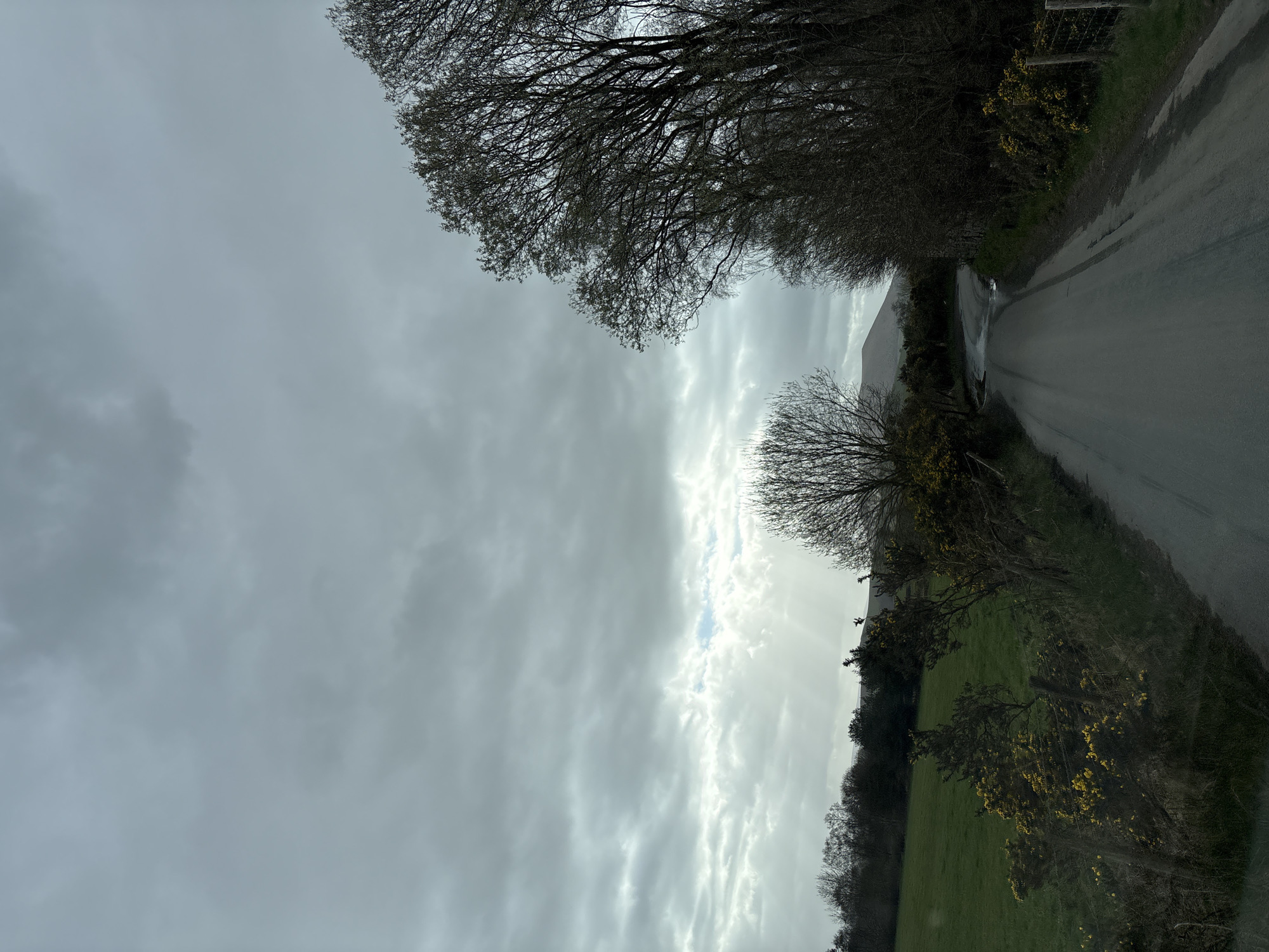 The image captures a rural landscape on what appears to be an overcast day with moments of sunlight breaking through the clouds. The perspective is from a slightly elevated position, looking down a narrow, winding road.
The sky dominates the upper portion of the image, filled with various shades of grey clouds. A prominent horizontal band of brighter, lighter clouds stretches across the middle of the sky, indicating that sunlight is either breaking through or illuminating these clouds from behind, creating a subtle glow. Patches of brighter, almost white light are visible within this band, suggesting improving weather.
A paved road runs along the right side of the frame, originating from the lower right corner and gently curving as it recedes into the distance towards the upper middle. The road surface appears dark and reflective in places, suggesting it might be wet. Faint tire tracks are visible on its surface.
Along the right edge of the road, a dense line of trees and bushes forms a natural barrier. Many of the larger trees have bare, intricate branches, typical of late winter or early spring before full leaf growth. Interspersed among these trees and bushes are splashes of bright yellow flowers, likely gorse, adding a vibrant contrast to the otherwise muted greens and browns of the vegetation. A fence, possibly made of wire or rough wood, is partially visible along this roadside, slightly obscured by the foliage.
On the left side of the road, a verdant green field stretches out. The grass appears well-kept, suggesting agricultural land or pasture. A darker line of trees and shrubs forms the far boundary of this field in the mid-ground. Beyond these trees, a distant, hazy horizon or landmass is visible beneath the cloudy sky.
The overall impression is one of quiet solitude in a natural, open environment. There are no people, vehicles, or man-made structures immediately visible apart from the road and a hint of a fence. The time of day is likely late morning or early afternoon, given the bright sky despite the clouds. The season appears to be late winter or early spring due to the bare tree branches and the emergence of yellow blossoms.