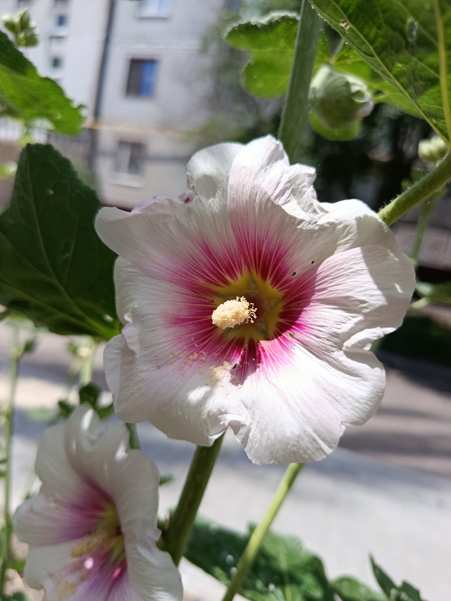 A close-up shot captures two pink and white hollyhock flowers in bloom. The main flower, positioned in the center, is in sharp focus. Its delicate white petals are tinged with vibrant pink streaks radiating from the yellow center. The stamen, covered in pale yellow pollen, stands out against the colorful interior of the bloom. To the lower left, a second hollyhock, slightly out of focus, echoes the same color pattern. Lush green leaves and a thick stem frame the flowers. The background is softly blurred, revealing the hazy outlines of buildings and a street, suggesting an urban or suburban outdoor setting. Sunlight dapples the petals, casting subtle shadows and highlighting the textured surfaces of the flowers. The overall impression is one of natural beauty bathed in natural light, possibly during a warm, sunny day.