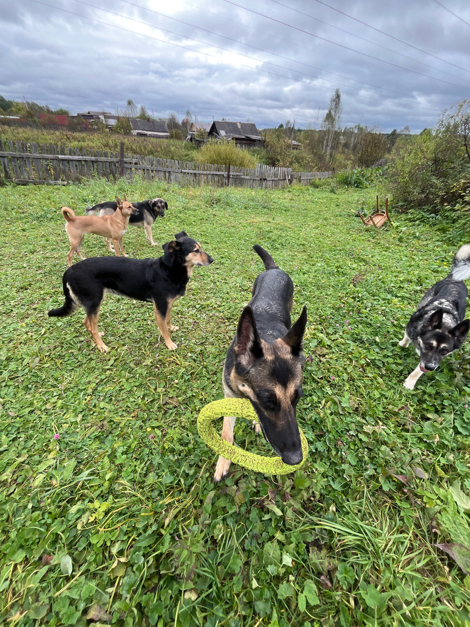 A group of six dogs are in a grassy yard with a wooden fence in the background. The yard is overgrown with weeds and there are several houses visible beyond the fence. The sky is cloudy and overcast. One dog in the foreground is a German Shepherd holding a green toy in its mouth. Another dog, a black and tan mix, is standing to its left. To the left of the German Shepherd, two other dogs are standing together, one light brown and one dark brown and black. In the background, two more dogs are visible, one light brown and one black and tan. A broken chair is lying on its side in the grass to the right of the frame. The scene appears to be in a rural or suburban area of Nizhny Tagil, Russia.