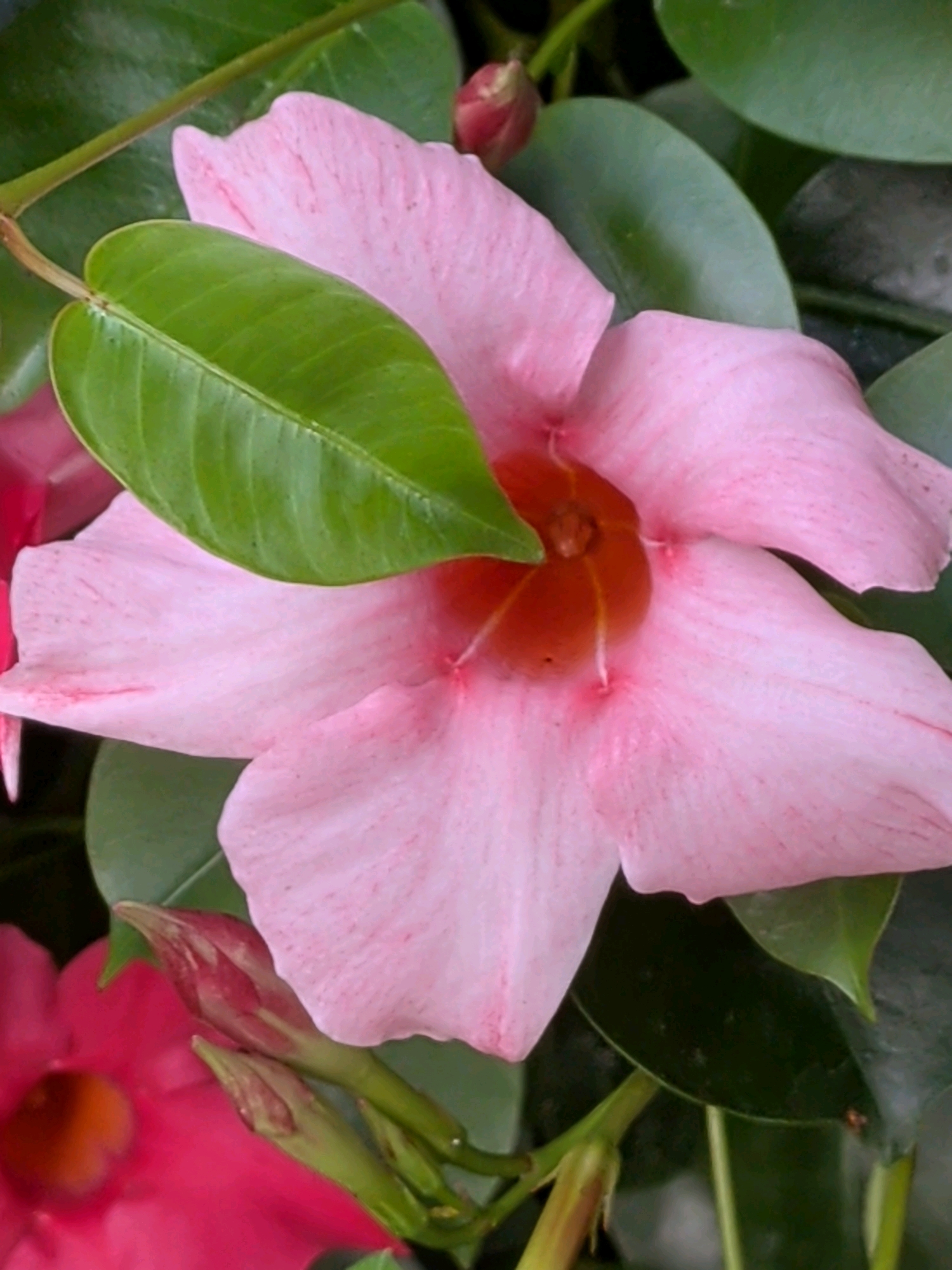 This is a close-up, eye-level, outdoor photograph of pink Mandevilla flowers and green leaves. The image is naturally lit with soft focus. The primary subject is a large, open pink Mandevilla flower with a reddish-orange center. Its petals are delicate and show fine veins. A bright green leaf partially obscures the left side of the flower. In the background, more green leaves and unopened pink flower buds are visible. The environment appears to be a garden or a densely planted area. There are no people or specific city details visible in the image.