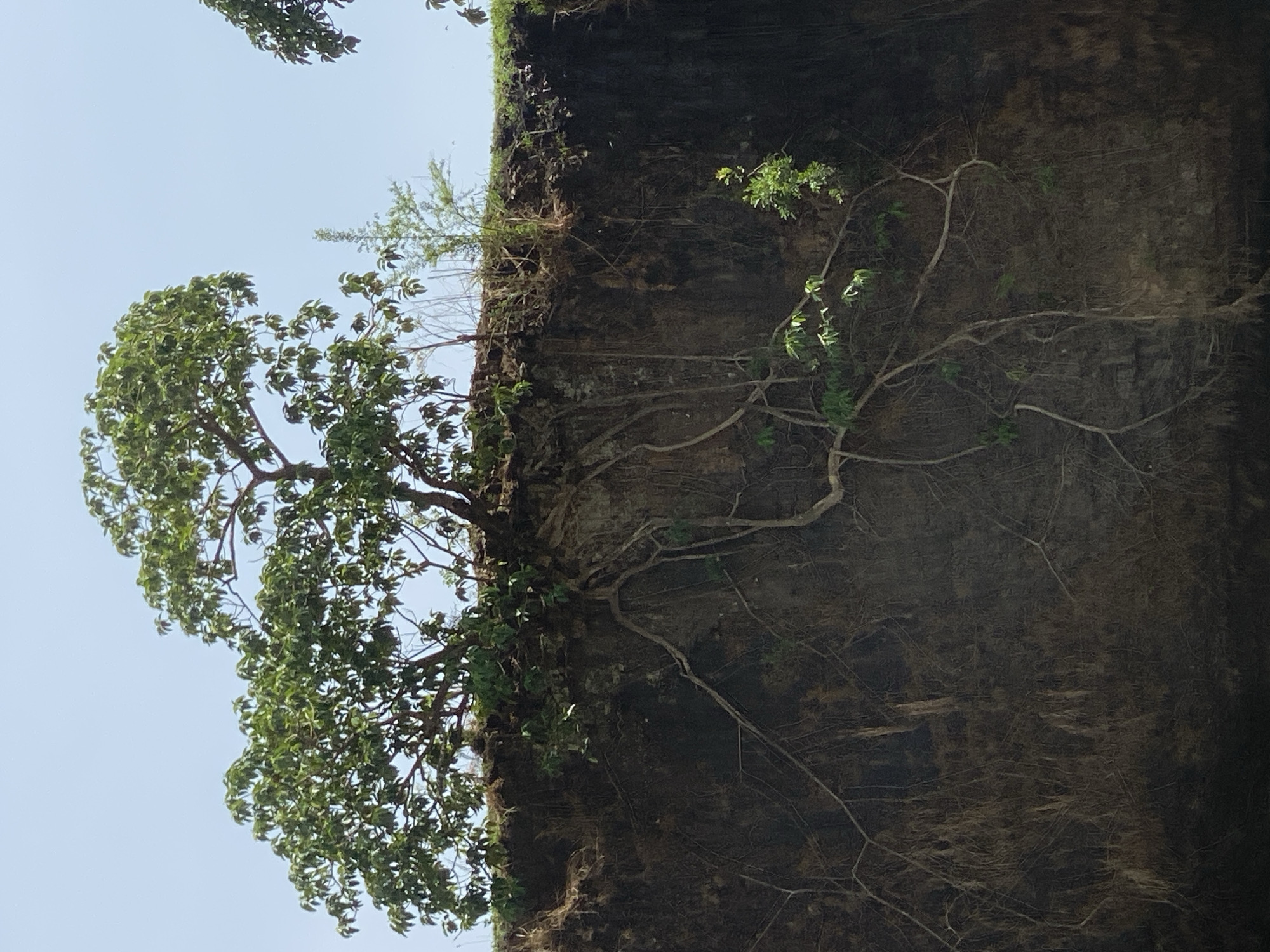 The image displays a natural landscape featuring a prominent cliff face with thriving vegetation, seen during daytime under a clear sky. The photo is oriented vertically, with the sky on the left and the dark cliff face on the right, but is best interpreted with the sky at the top and the cliff descending downwards.
The central subject is a rugged, dark, vertical cliff face, likely composed of earth or rock, showing varied textures and striations. Numerous thin, gnarled roots and vines are intricately woven across the surface of the cliff, demonstrating how plants have established themselves on this steep terrain. Small patches of green moss and other sparse vegetation cling to crevices and ledges along the cliff.
From the top edge of the cliff, a large, mature tree with a full, green canopy extends prominently into the clear, bright blue sky. Its robust roots are visibly anchored into the cliff's upper stratum. Other smaller trees and shrubbery are also seen growing along the cliff's crest, some with bare branches and others with foliage. The bright sky indicates it is daytime with good weather conditions. No people or visible text are present. The scene depicts the resilient interaction between plant life and a challenging natural environment. The location context provided is Kukum, Nigeria.
