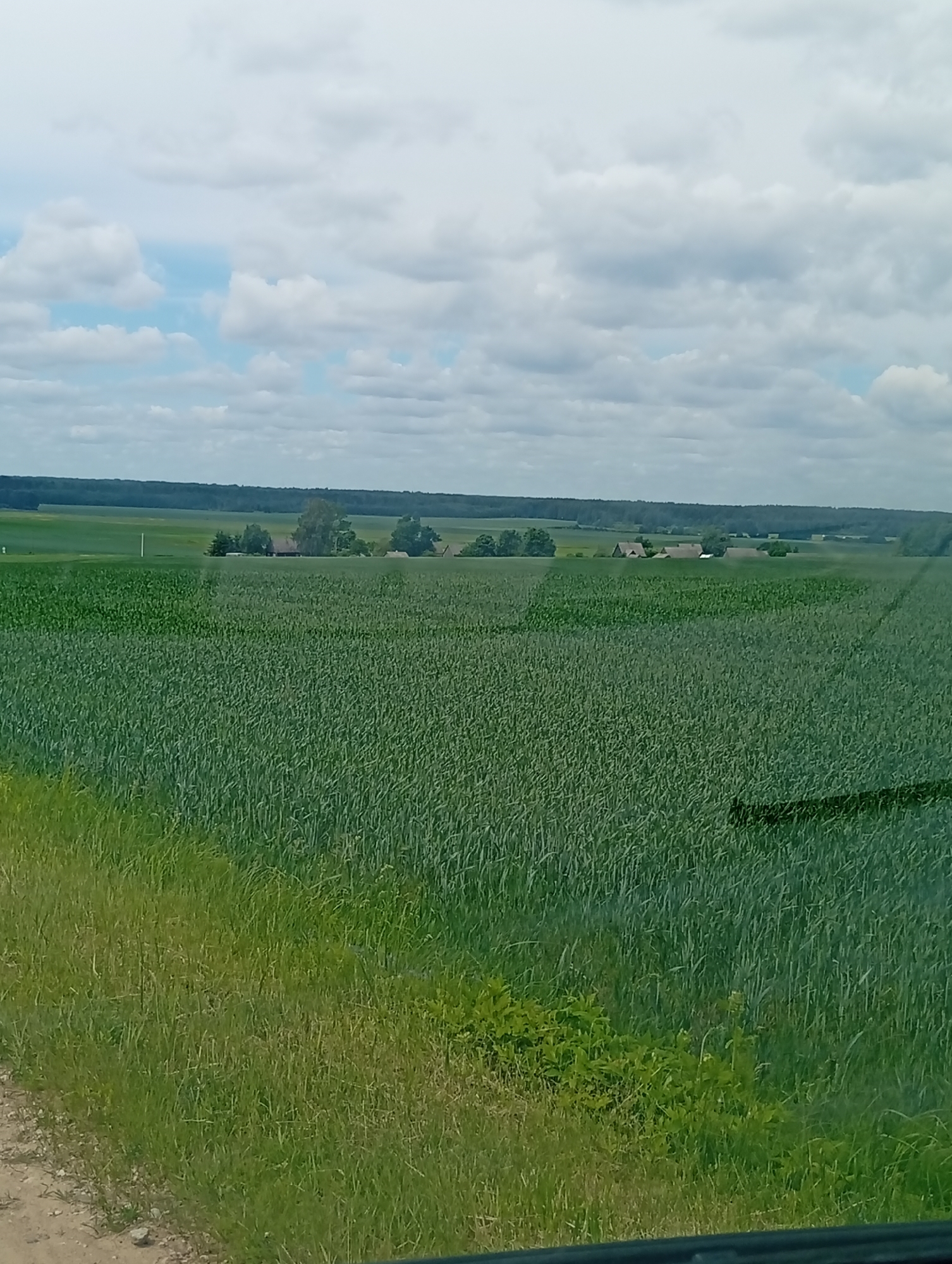 The image depicts a rural landscape in Krikliai, Lithuania, characterized by a vast expanse of green crops, likely wheat or barley, stretching across the foreground and midground. In the distance, a line of trees forms a natural boundary, behind which several buildings with reddish-brown roofs are visible, suggesting a small settlement or farmsteads. The sky above is a mix of white and grey clouds against a pale blue background. The foreground shows a strip of grass and a dirt path. The scene is captured from a low vantage point, possibly from a vehicle.