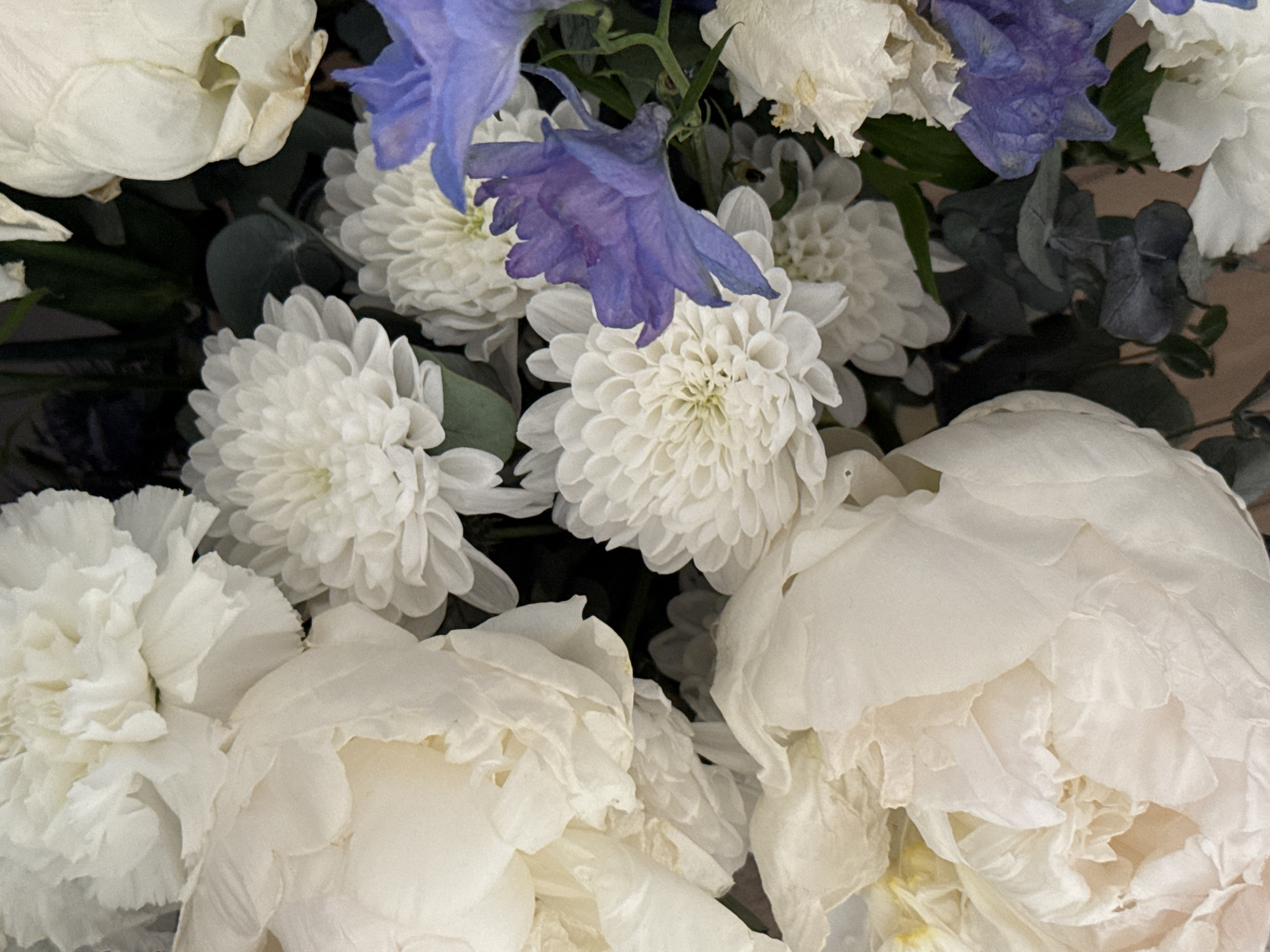 This image is a close-up, overhead shot of a floral arrangement. The arrangement primarily features white flowers, including large, ruffled peonies and smaller, pom-pom-like chrysanthemums. There are also a few vibrant blue delphinium flowers interspersed throughout. The background is dark and out of focus, with hints of dark green foliage. The image does not contain any elements that would allow for the identification of a specific location in Votkinsk, Russia, or any people, actions, or interactions. The lighting is soft and diffused, highlighting the textures and colors of the flowers.