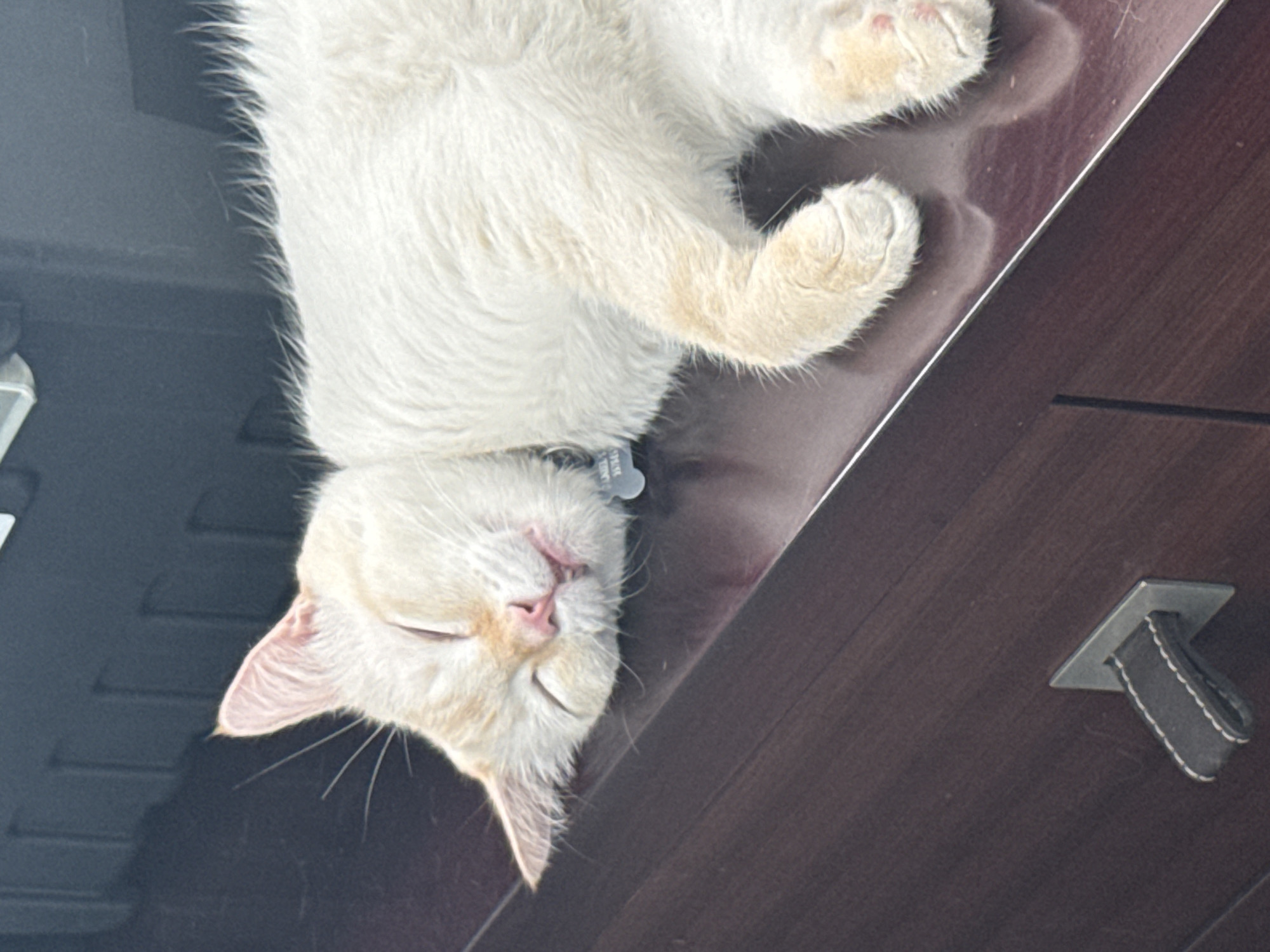 A light-colored cat, appearing cream or very light ginger, is shown lying upside down on its back, seemingly asleep or deeply relaxed. Its eyes are closed, and its head rests on a dark surface in the lower left portion of the image. The cat's front paws, with visible pink pads, are slightly curled. Around its neck is a light-colored collar with a small, metallic tag attached, displaying faint, largely illegible text that includes characters resembling "LABEL" and some numbers.
The cat is positioned on a highly polished, dark brown surface, likely a piece of wooden furniture such as a desk or chest of drawers, which reflects ambient light and portions of the cat. A diagonal line separates this polished surface from a darker, possibly matte, surface to the left, which might be another piece of furniture or a wall. To the right of the cat, on the dark brown surface, a small, dark strap-like handle with distinctive white stitching is visible, affixed to a square metal plate, suggesting it is part of a drawer or cabinet. The scene is indoors, conveying a peaceful atmosphere, likely within a home in Mexico City, Mexico.