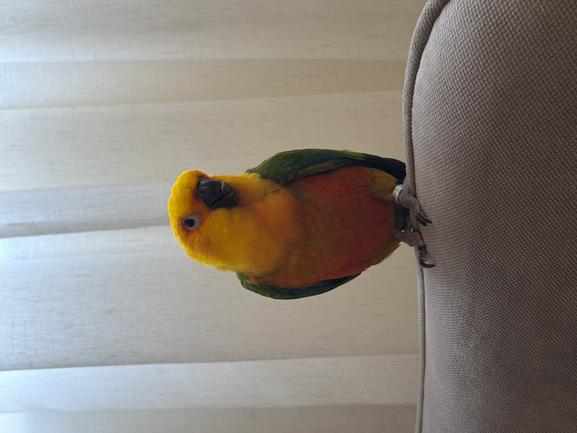 A Sun Conure parrot is perched on the back of a light brown couch. The parrot is facing to the right, with its head turned slightly towards the viewer. Its plumage is a vibrant mix of yellow, orange, and green. Behind the parrot and couch, sheer white curtains are visible, partially drawn and creating a soft, diffused background. The parrot has a dark beak and a dark eye with a pinkish ring around it. Its feet are gripping the fabric of the couch, and a small silver band is visible around its left leg. The scene appears to be indoors, in a brightly lit room, though no specific location within Khimki, Russia, can be determined from the image.