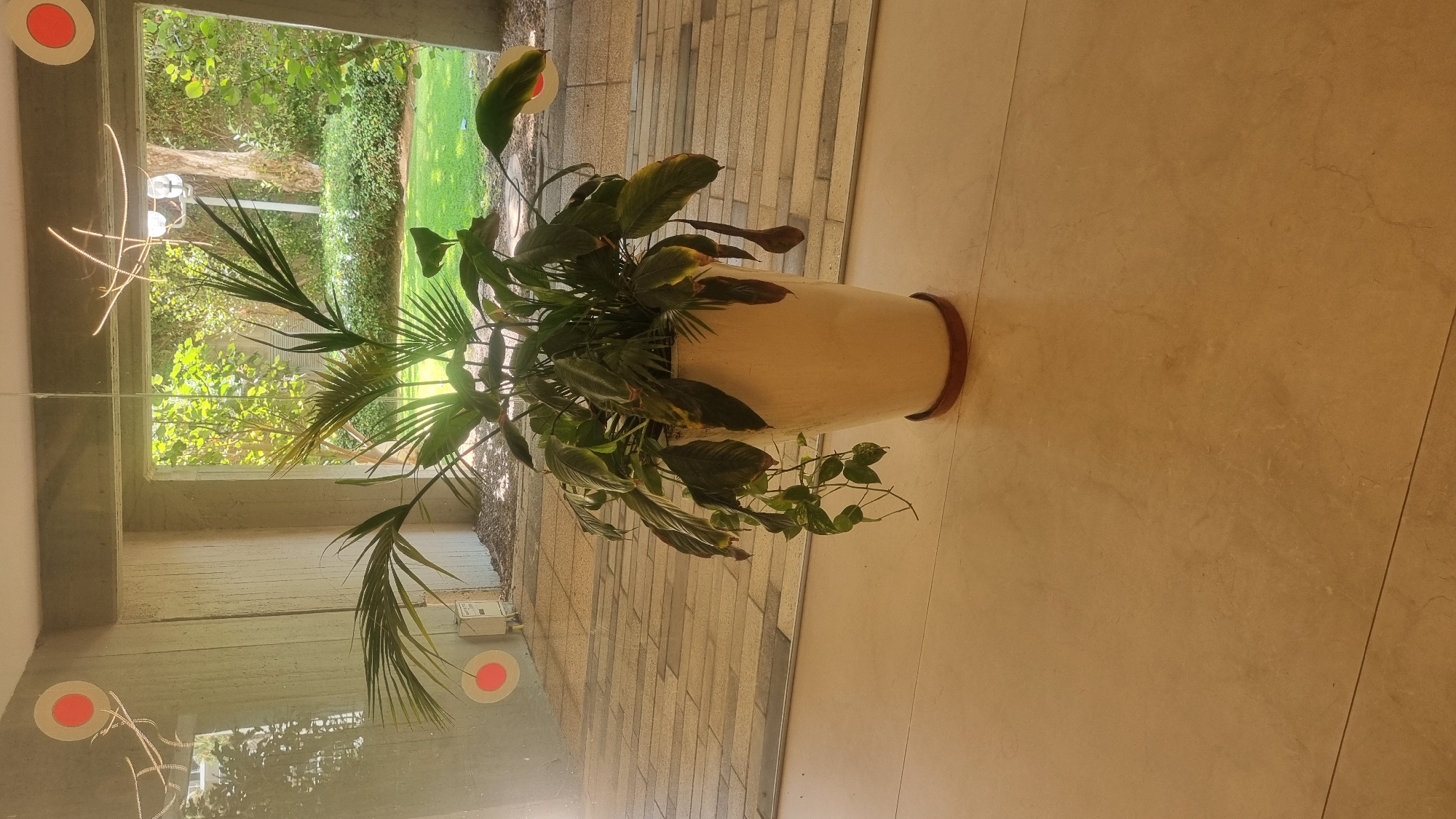 A tall, cream-colored ceramic planter holding a large, leafy plant with green and yellowing leaves sits on a light brown tiled floor in what appears to be an indoor-outdoor transitional space. The planter has a small, reddish-brown saucer underneath. Behind the planter, a large window or opening looks out onto a lush green garden with trees and bushes. The window frame is a concrete structure. On the wall to the left, two large red circles with smaller white circles in the center are visible, along with some abstract wire-like decorations. The floor inside is tiled with large, rectangular light-colored tiles. The plant itself has several broad leaves, some with yellowing edges, and some trailing vines with smaller leaves. The sunlight streams through the opening, illuminating the garden and casting shadows.