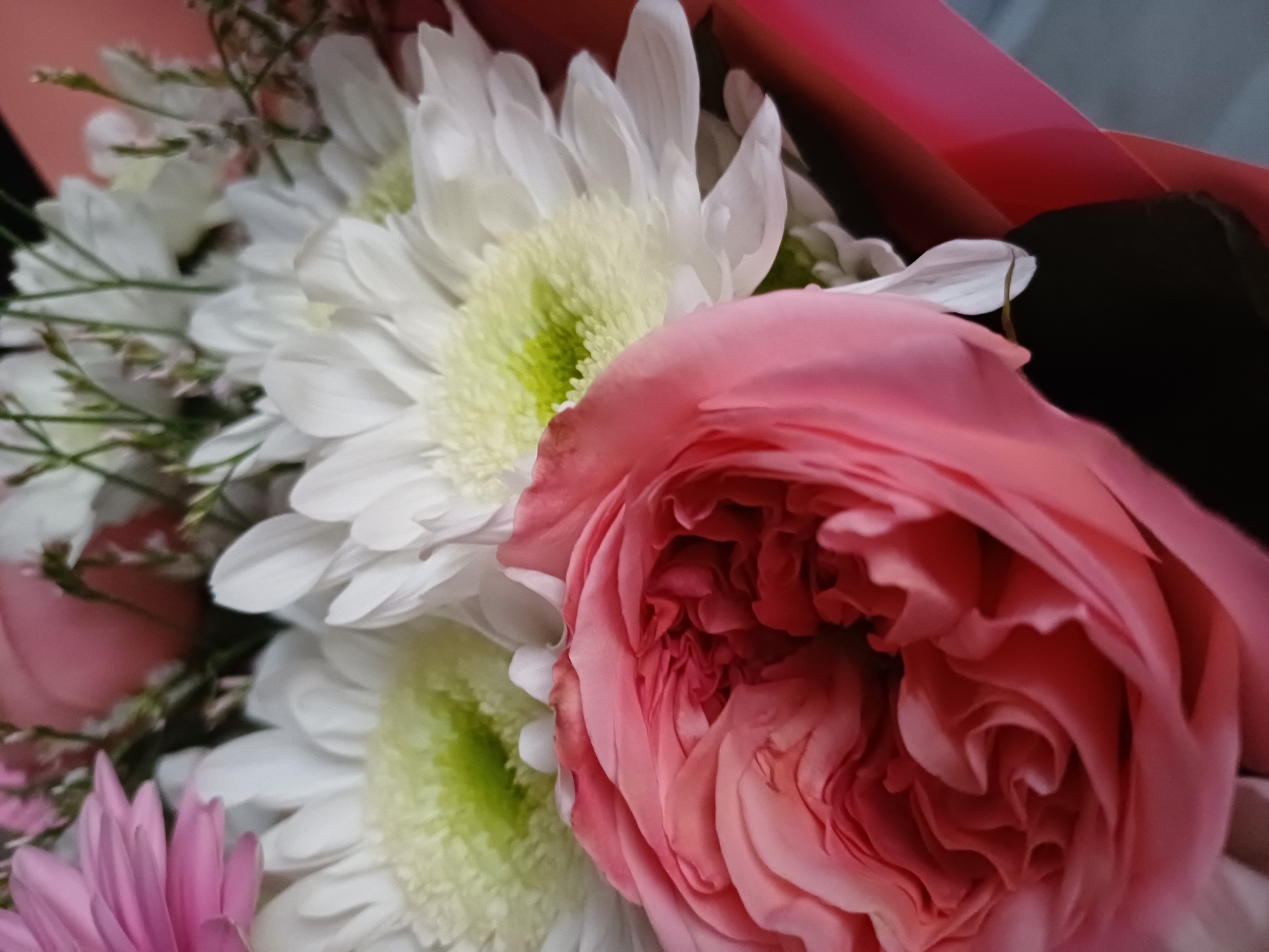 This media file is a close-up photograph of a bouquet of flowers. The primary subjects are a large, ruffled pink rose and several white chrysanthemums with light green centers. There are also hints of smaller pink flowers and delicate greenery. The flowers are arranged tightly, with some blurred elements suggesting the presence of wrapping or other floral elements in the background, including what appears to be red paper.
The image focuses on the textures and colors of the blossoms. The rose is in full bloom, its petals tightly packed and exhibiting soft, layered curves. The chrysanthemums are fully open, with numerous thin, white petals radiating outwards from their centers. The lighting is soft and diffused, highlighting the delicate details of the flowers without harsh shadows.
There is no visible text in the image. The setting is implied to be indoors or in a controlled environment, given the focus on the bouquet itself and the absence of any outdoor elements. The overall impression is one of natural beauty and delicate arrangement, likely intended for display or as a gift. The close-up perspective emphasizes the intricate details and soft colors of the flowers, creating a sense of gentle artistry.
