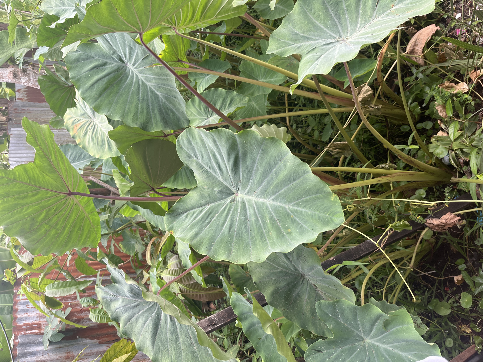 The image shows a close-up view of a cluster of large, heart-shaped, green taro leaves. The leaves have prominent veins radiating from the center and are a vibrant green color. Some leaves show signs of wear, with slight discoloration or damage. The stems of the taro plants are thick and a reddish-brown color, growing upwards and supporting the massive leaves.

The background is filled with more foliage, creating a dense, green environment. In the upper left corner, a section of a rusty, corrugated metal fence is visible, suggesting an outdoor, possibly rustic setting. The ground beneath the plants is covered with dirt, dry leaves, and smaller green plants and weeds.

The overall impression is a lush, overgrown area dominated by taro plants. The scene appears to be in a natural or semi-cultivated outdoor environment.