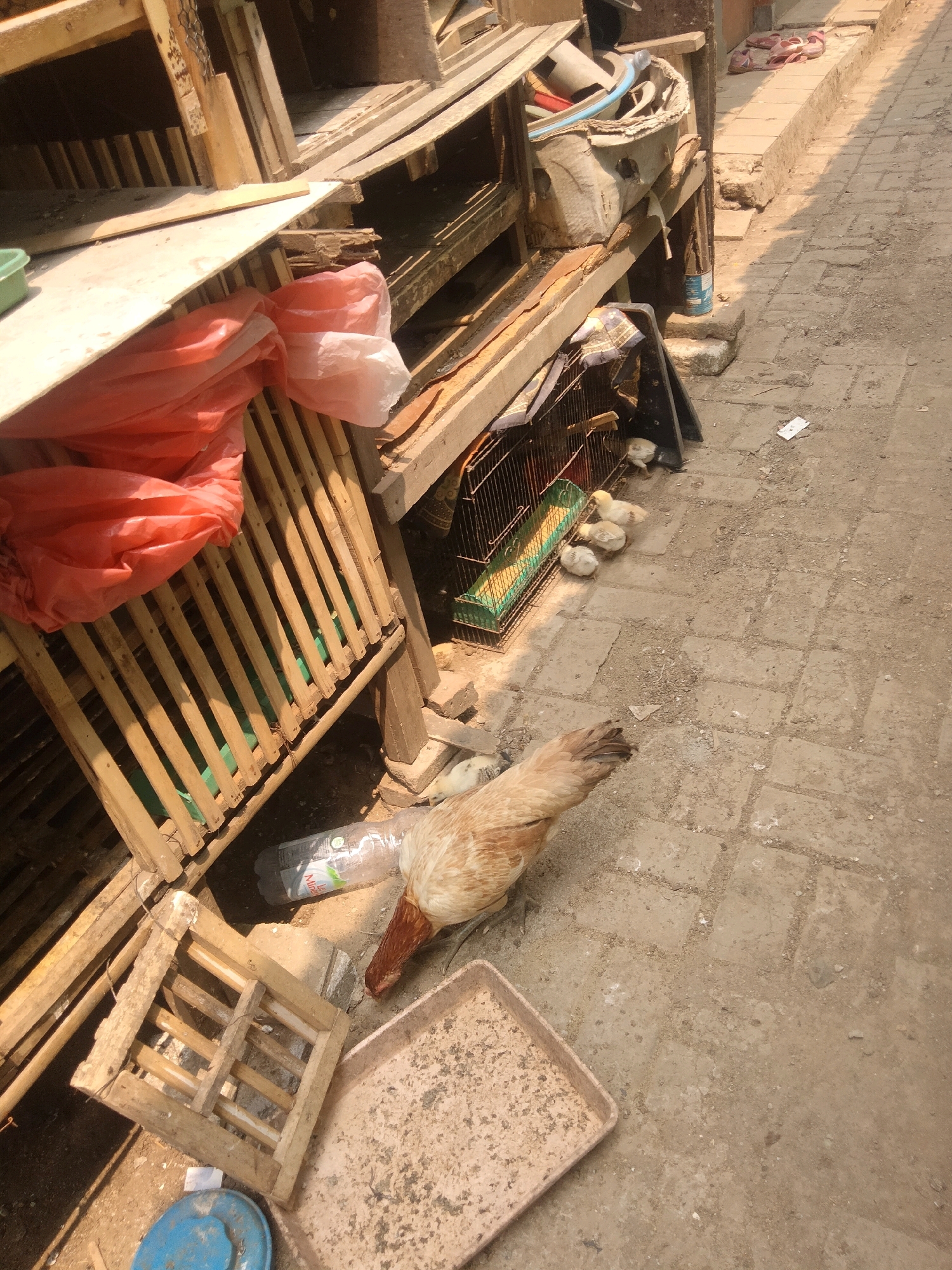 The image depicts an outdoor scene on a cobbled pathway in Suka Sari, Indonesia. A light brown chicken with a red comb is foraging on the ground. In the foreground, a shallow, square, light-colored tray is visible, appearing dusty. To the left of the tray, a small, wooden slatted cage is placed on the ground, with a blue lid underneath it. Behind these items, a multi-tiered wooden structure, possibly a coop or storage unit, is seen. This structure is filled with various objects, including a large roll of orange plastic sheeting, a metal cage containing several small yellow chicks, and a clear plastic bottle on its side. In the background, the pathway continues, with some dried vegetation and debris scattered on it. A pair of pink flip-flops rests on the edge of the pathway in the upper right of the image, indicating human presence. The scene appears to be an informal, possibly rural or semi-urban environment.