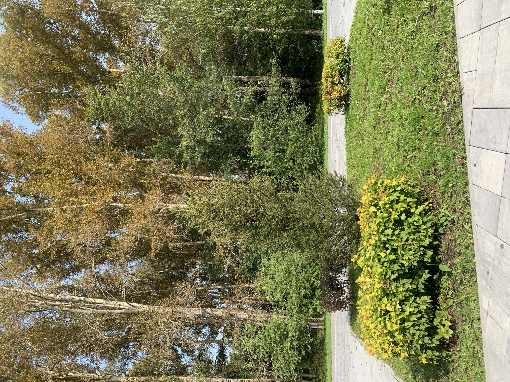 The image depicts a public park in Prokopyevsk, Russia, with a paved walkway in the foreground leading to a grassy area with several shrubs and trees. The trees in the background are a mix of deciduous and coniferous species, with some deciduous trees showing autumn foliage in shades of yellow and brown. The sky is visible and appears to be clear and blue. The weather appears to be pleasant, suggesting a mild day. The park is empty, with no people or animals visible in the scene. The overall impression is one of a well-maintained urban green space.