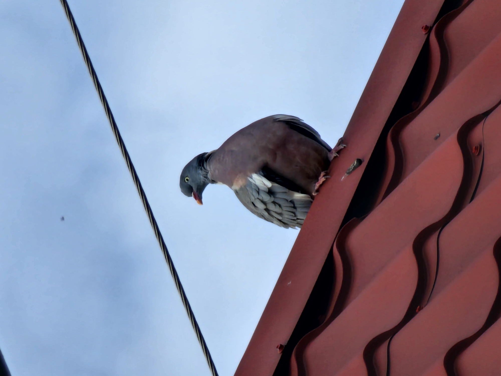 An eye-level shot captures a large pigeon, likely a wood pigeon, perched on the steep incline of a reddish-brown corrugated metal roof. The bird, positioned on the right side of the frame, is angled downwards and to the left, appearing to look over the edge or prepare for flight. Its plumage features dark grey on the head and neck, transitioning to a reddish-brown on its back and wings, with visible lighter grey feathers on its underside and outer wings. A distinctive yellow eye with a dark pupil is clearly visible, and its dark beak shows a hint of reddish-pink at the base, slightly agape.
The textured, wavy surface of the metal roof dominates the right side of the image, showcasing pronounced corrugations that create strong shadows and highlights. Small red-capped screws are visible, securing the roofing panels.
The background consists of a bright, light blue sky, suggesting an overcast or clear daytime. A thick, dark, braided cable or wire runs diagonally across the upper left portion of the sky, contrasting with the soft blue. No specific time of day is indicated beyond daylight, and no human activity or text is visible within the frame. The scene presents a natural moment of a bird in an elevated, man-made environment.