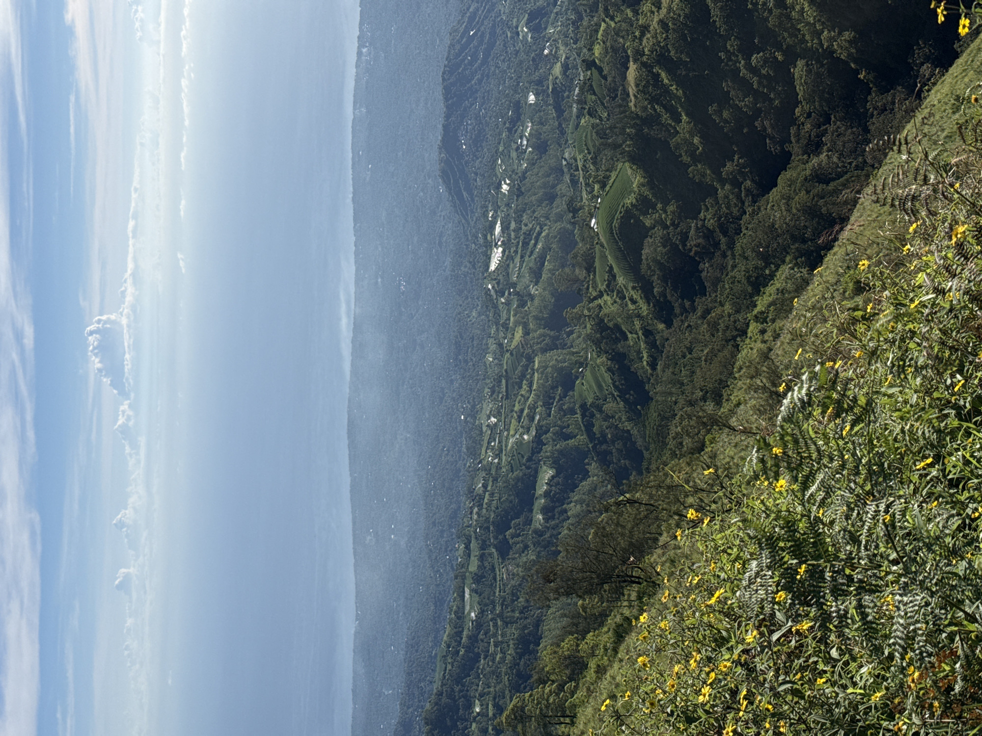 The image shows a landscape in Kintamani, Indonesia, on a sunny day. The view is from an elevated position, likely a hillside or mountain, looking down over a densely forested valley. The left side of the image shows a body of water, possibly a lake or the sea, under a bright sky with scattered clouds. The valley is filled with lush green vegetation, with patches of cultivated land and occasional buildings or structures visible. In the foreground, there are plants with yellow flowers. The overall atmosphere is one of natural beauty and tranquility.