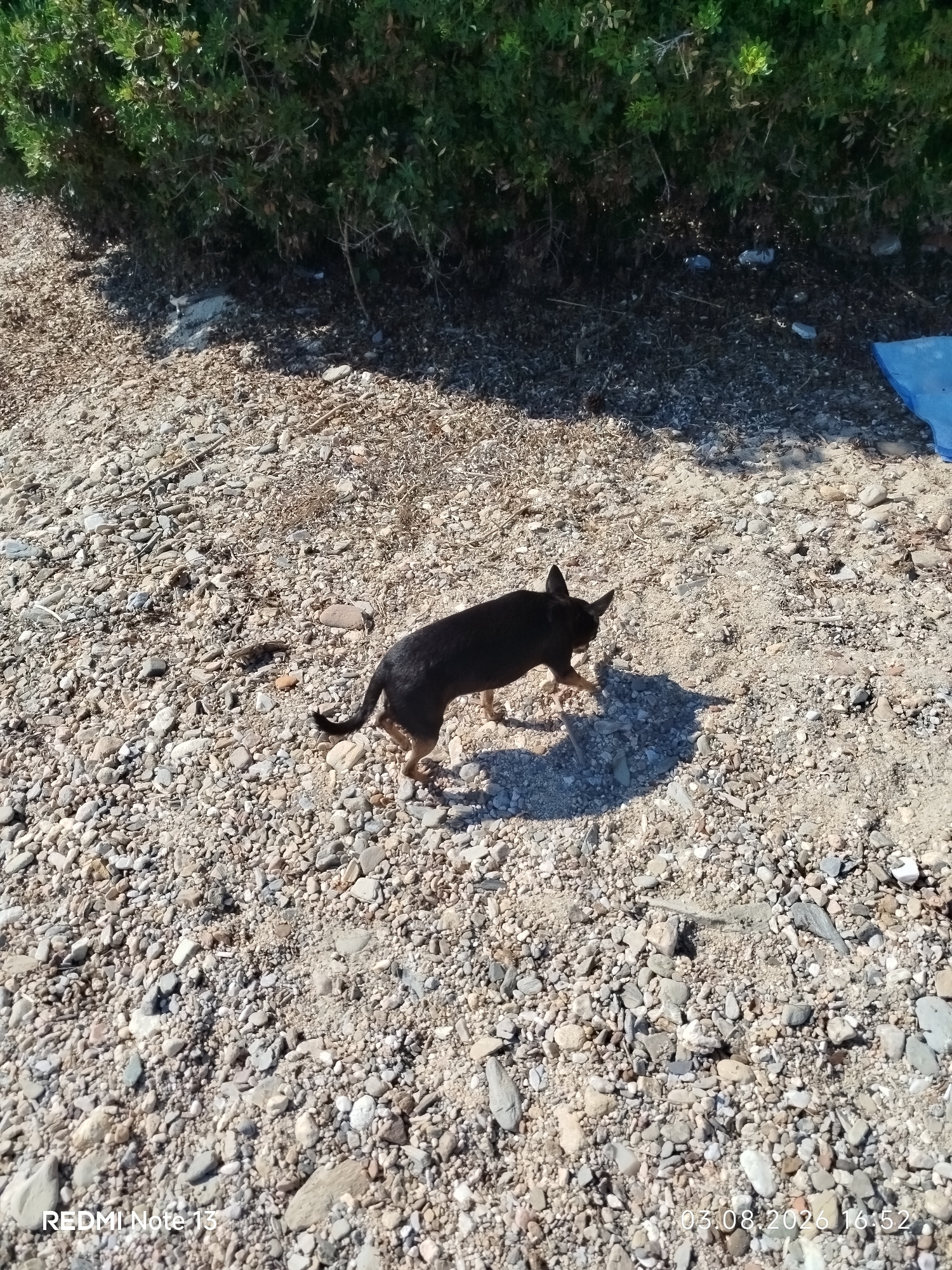 A small, black and tan chihuahua stands on a rocky, gravelly ground. The dog is facing left and is partially obscured by its own shadow. Behind the dog, a dense green bush forms a backdrop, with the ground beneath the bush appearing darker and more shaded. To the right of the dog and in the background, a bright blue tarp or piece of fabric is visible. The scene is lit by bright sunlight, casting sharp shadows. A watermark in the bottom left corner reads "REDMI Note 13" and in the bottom right corner reads "03.08.2026 16:52". The setting appears to be an outdoor, possibly coastal, area within Sithonia Municipal Unit, Greece.