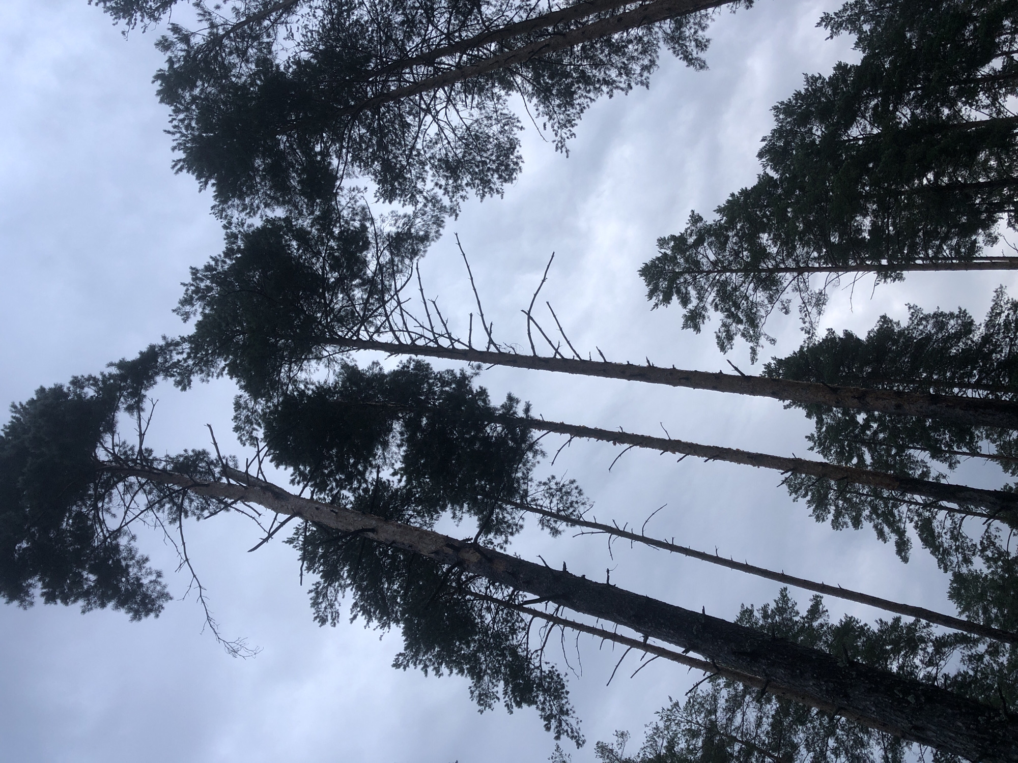 The image depicts a low-angle view looking up into a dense forest of tall pine trees under a cloudy, overcast sky. The trunks of the trees are dark and textured, and their branches, laden with dark green needles, form a canopy against the pale sky. Some of the trees are slender and appear to be dead or have lost their branches. The overall atmosphere is somewhat somber and natural, suggesting a forest setting on a cool, cloudy day. There are no people or visible signs of human activity in the image, other than the implied presence of a photographer. The location is specified as Arfa, Russia.