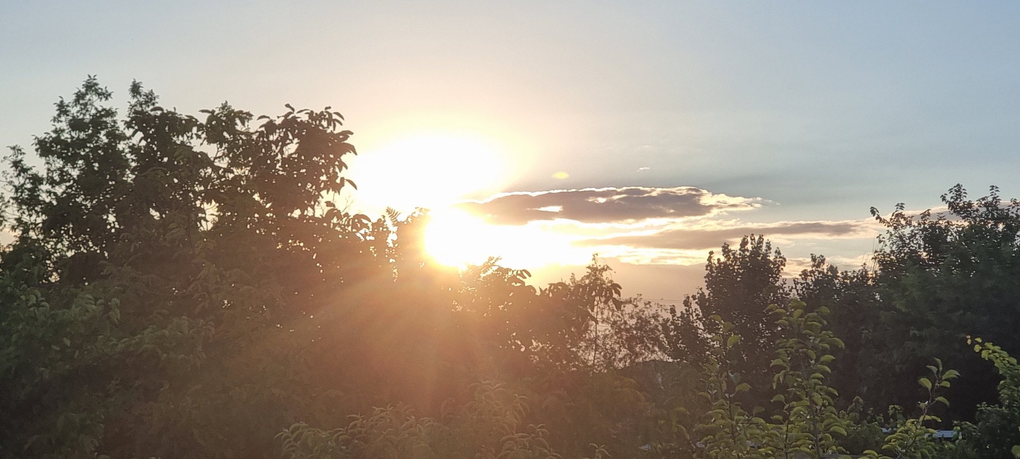 The image shows a sunset over a densely treed area, likely a park or a residential backyard. The sun is partially obscured by clouds, casting a warm, golden light across the scene. The sky transitions from a pale blue at the top to a lighter, hazy yellow near the horizon. Silhouettes of various trees, with dense foliage, frame the bottom and sides of the image, with some branches reaching up towards the sky. The overall atmosphere is peaceful and serene, suggesting a calm evening in an outdoor setting.