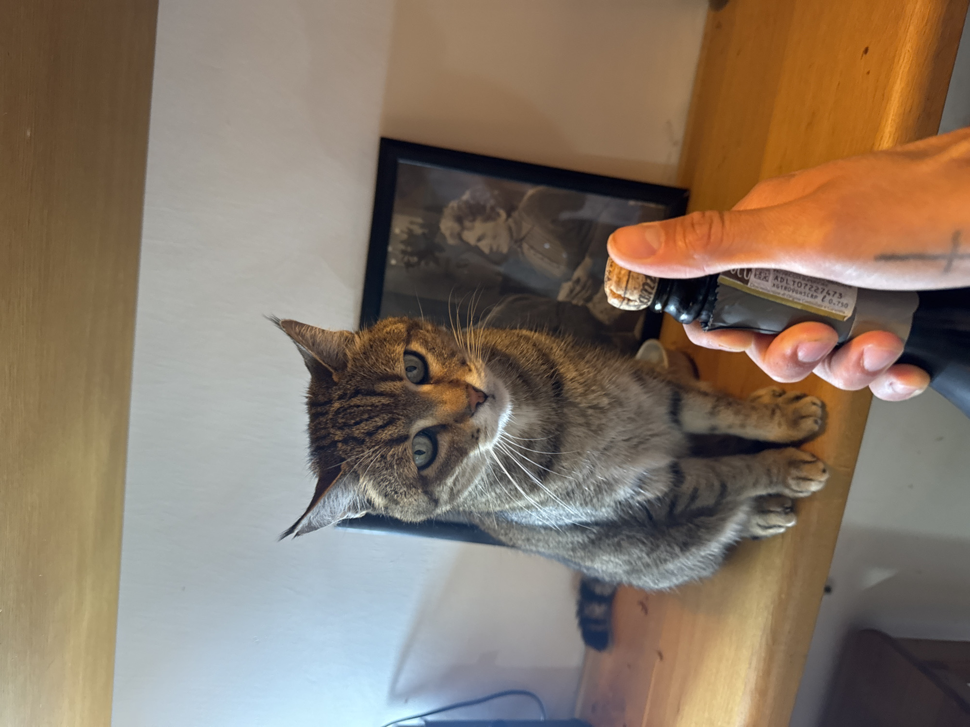 A tabby cat sits on a wooden shelf next to a black-framed picture. A person's hand holds a bottle of olive oil open, with the cork removed. The label on the bottle reads "ADLT07227473 XGIROVGNSR/P €6.750", suggesting a product of Italy. The location is inferred to be Castelnuovo di Porto, Italy based on the IP analysis.