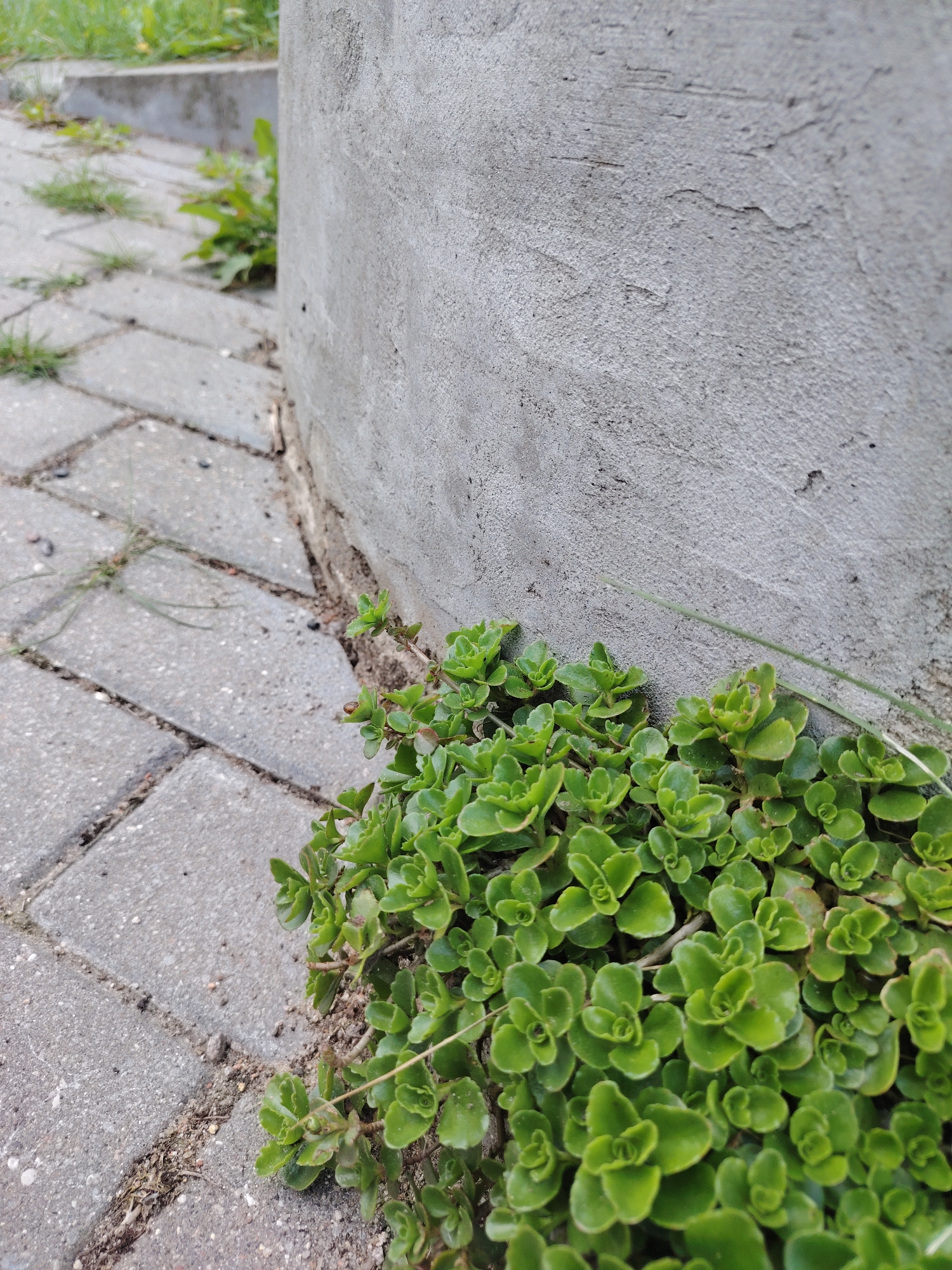 A close-up, ground-level shot shows a patch of bright green, succulent-like plants growing at the base of a cylindrical concrete structure. The structure is light gray and has a rough, textured surface. To the left of the plants, light gray rectangular paving stones form a walkway. Some grass grows in the cracks between the stones. The location is Бараўлянскі сельскі Савет, Belarus.