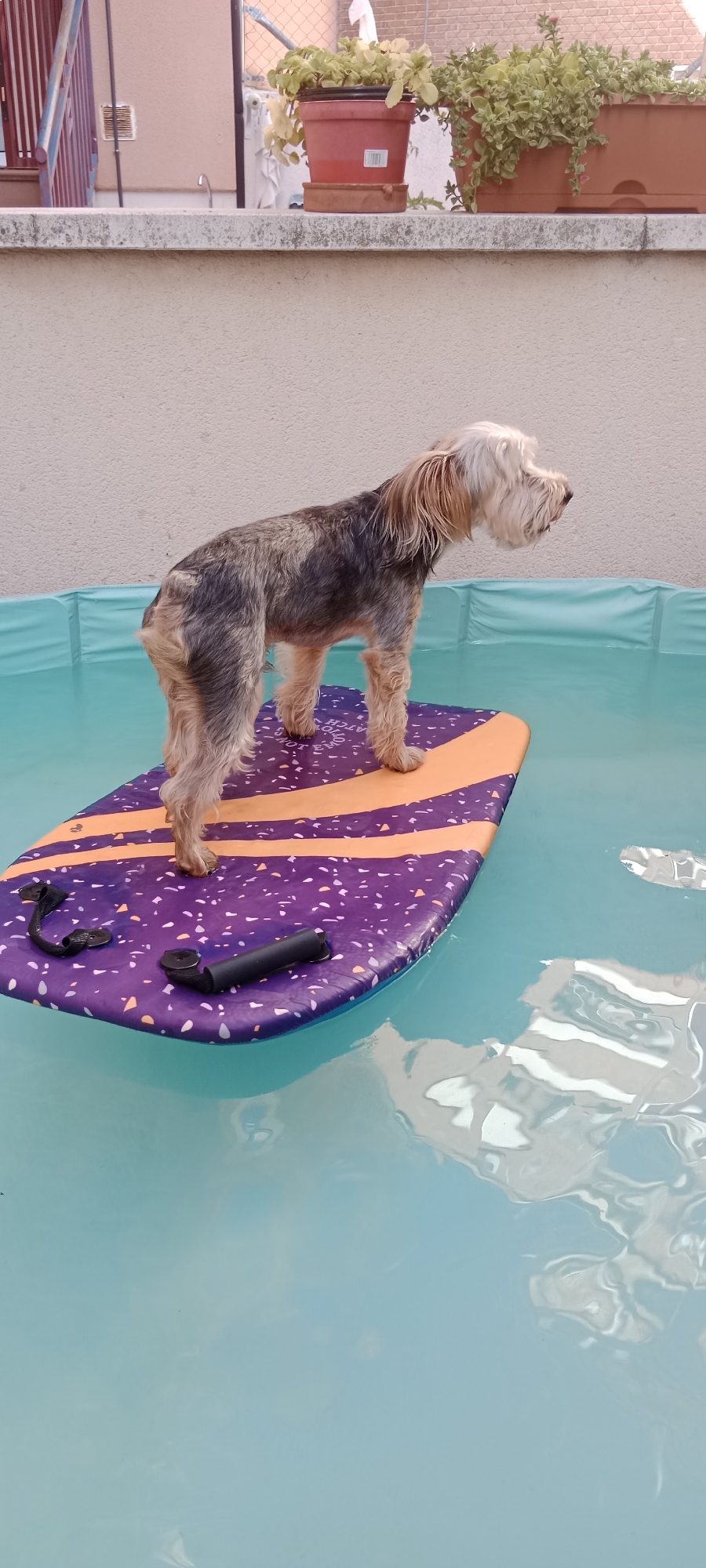 A dog stands on a purple and orange patterned inflatable board floating in a bright blue swimming pool. The dog is a small to medium-sized terrier mix with a tan and gray coat, and its fur appears somewhat shaggy. The dog is facing to the right, looking out of frame. The inflatable board has a speckled pattern of small, multi-colored flecks, and two black handles or straps are attached to the front. The swimming pool is filled with clear, blue water, and the reflection of the surroundings is visible on the water's surface. In the background, a light-colored wall forms the backdrop, and at the top of the frame, a concrete ledge with several potted plants is visible. A metal railing with blue and red components is also present in the upper left corner. The scene appears to be in an outdoor setting, possibly a backyard or patio. The image was taken in Galapagar, Spain.