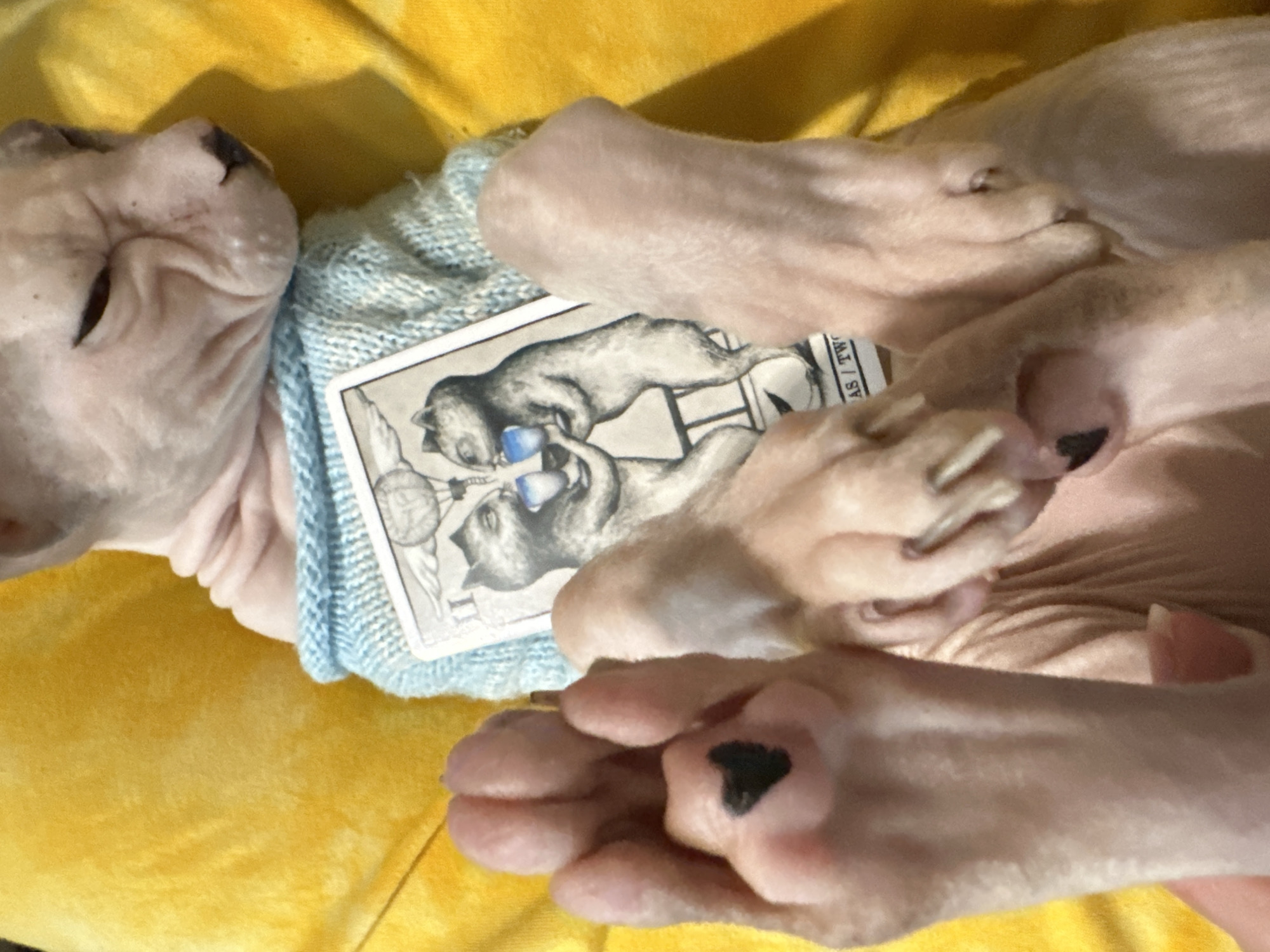 A hairless cat, possibly a Sphynx, is lying on its back on a yellow, textured surface. The cat is wearing a light blue knitted sweater. A tarot card, featuring an illustration of two cats, is placed on the cat's chest, partially covered by its paws. The cat's eyes are closed, and its expression appears relaxed or sleepy. The lighting suggests it might be daytime, possibly indoors given the close-up nature of the shot. There is some visible text on the tarot card, appearing to be "AS / TW". The background is a soft yellow fabric.