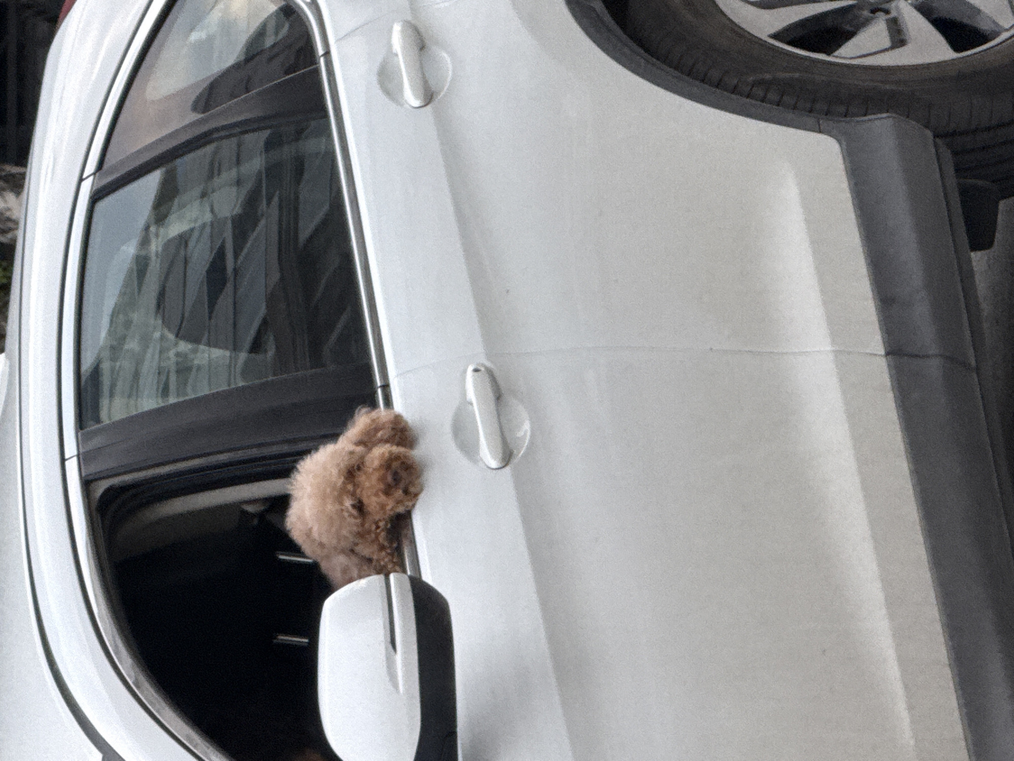 A medium shot depicts the side of a white car, oriented vertically. A small, brown poodle is visible, peeking out of the driver's side window. The car is located in an urban area in an unknown city.