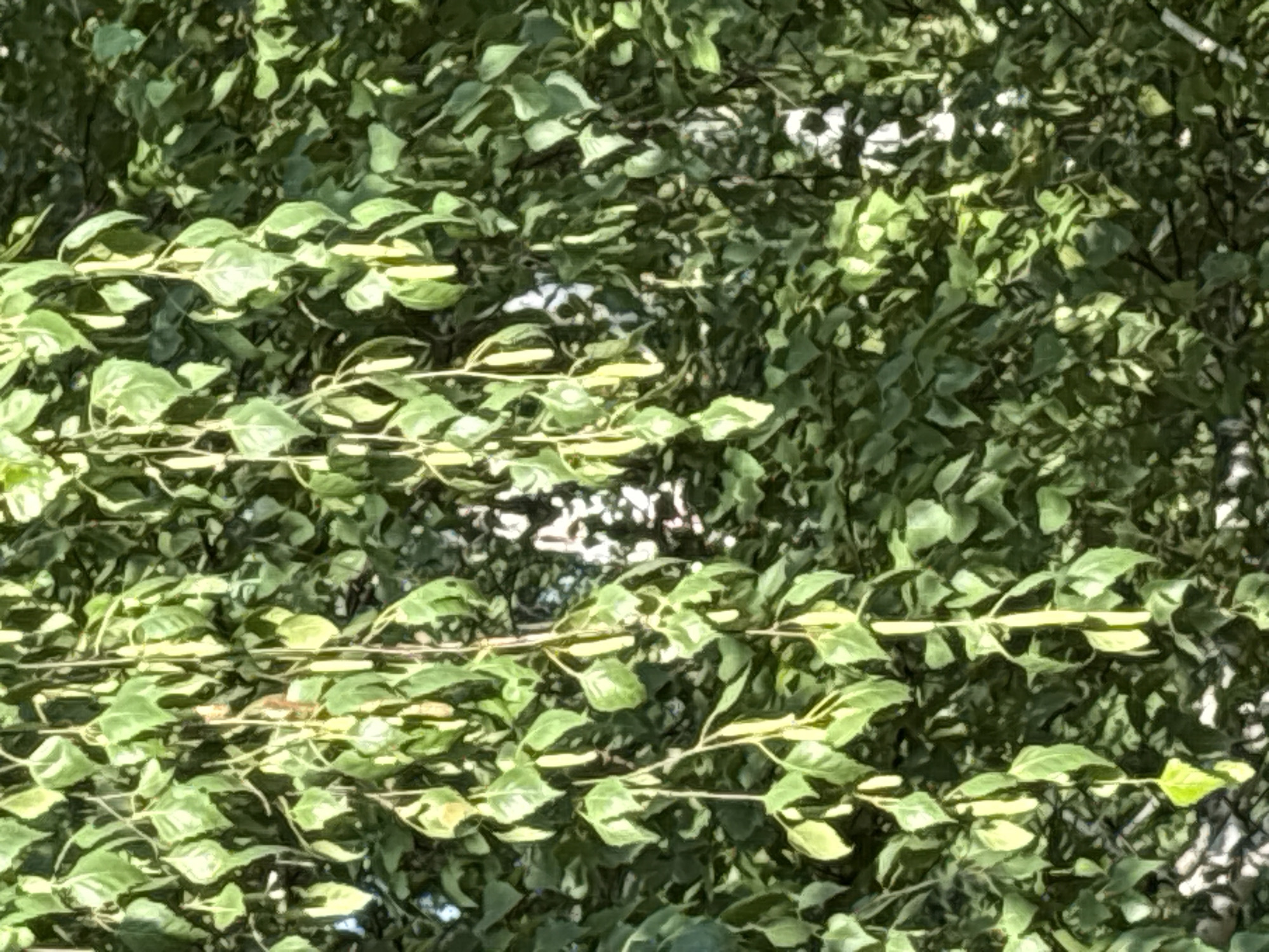 This image depicts a close-up view of dense green foliage, primarily leaves and branches of a tree. The leaves are varied in shape and size, with some appearing elongated and others more rounded. Sunlight filters through the leaves, creating dappled lighting effects and highlights. The background is a blur of more greenery and some patches of bright white light, possibly indicating the sky or a distant light source. There are no people, animals, or man-made structures visible in this frame. The scene appears to be an outdoor natural environment. The location is specified as the city of Dubrovino, Russia.