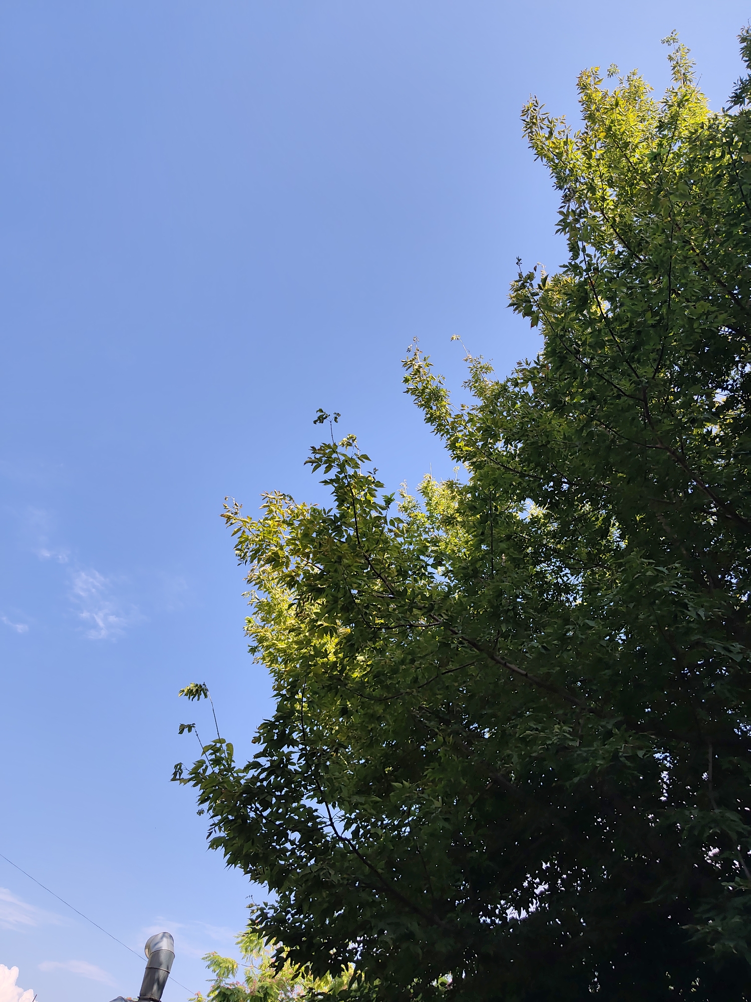 This is a low-angle outdoor shot of a bright blue sky with a few wispy clouds, partially obscured by the dense green foliage of a large tree on the right side of the frame. The leaves are illuminated by the sun, creating a dappled effect. In the bottom left corner, a metallic pipe or vent protrudes into the frame, with a white object or structure partially visible behind it. The scene appears to be in an urban environment, given the presence of the pipe.