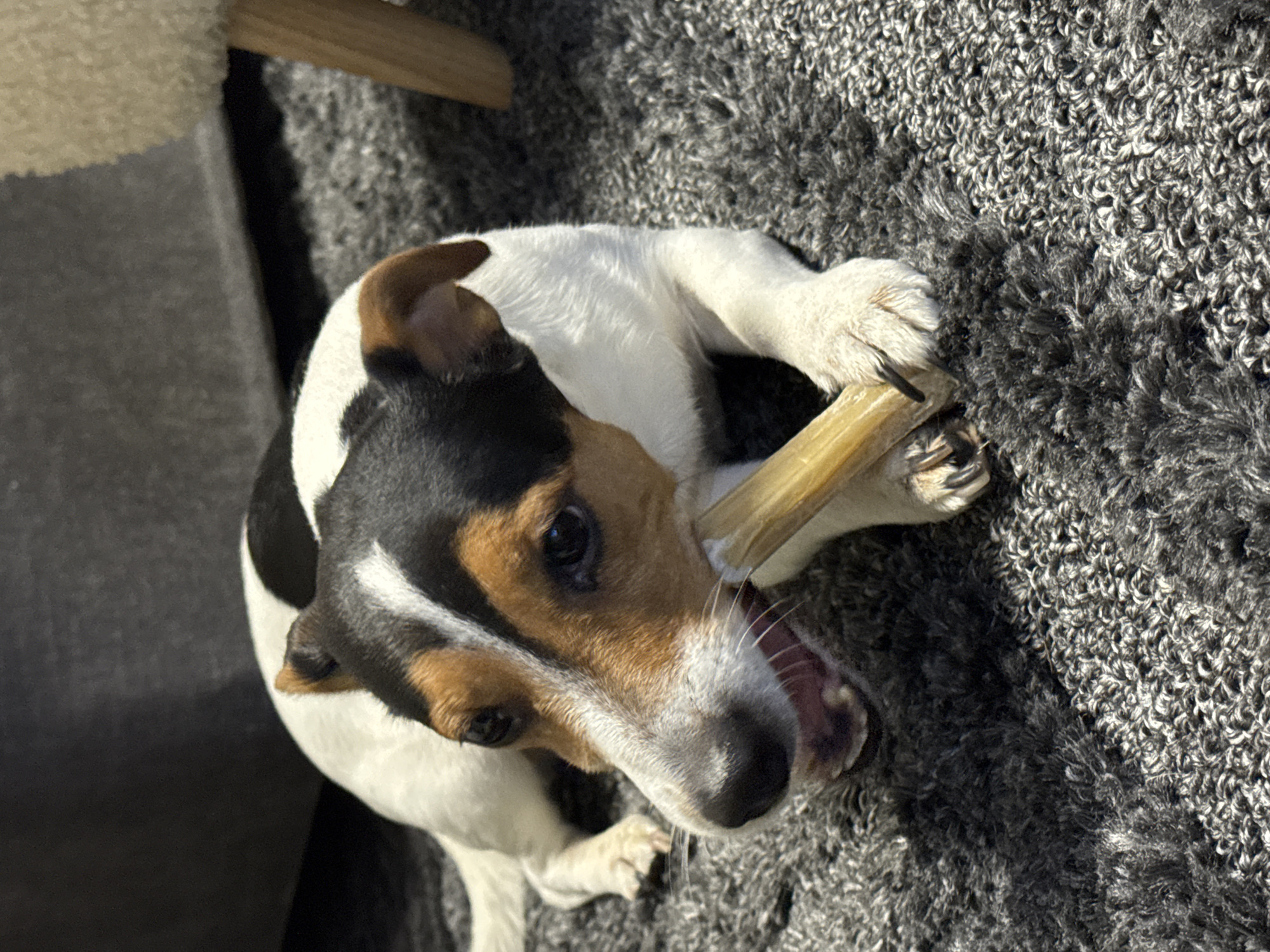 A black, white, and brown Jack Russell Terrier dog is lying on a gray, textured rug. The dog is gnawing on a tan-colored bone. The dog's paws are positioned around the bone. A portion of a wooden chair leg and a piece of light-colored furniture are visible in the background. The photograph appears to be taken indoors. There is no information in the image to indicate it was taken in Sofia, Bulgaria.