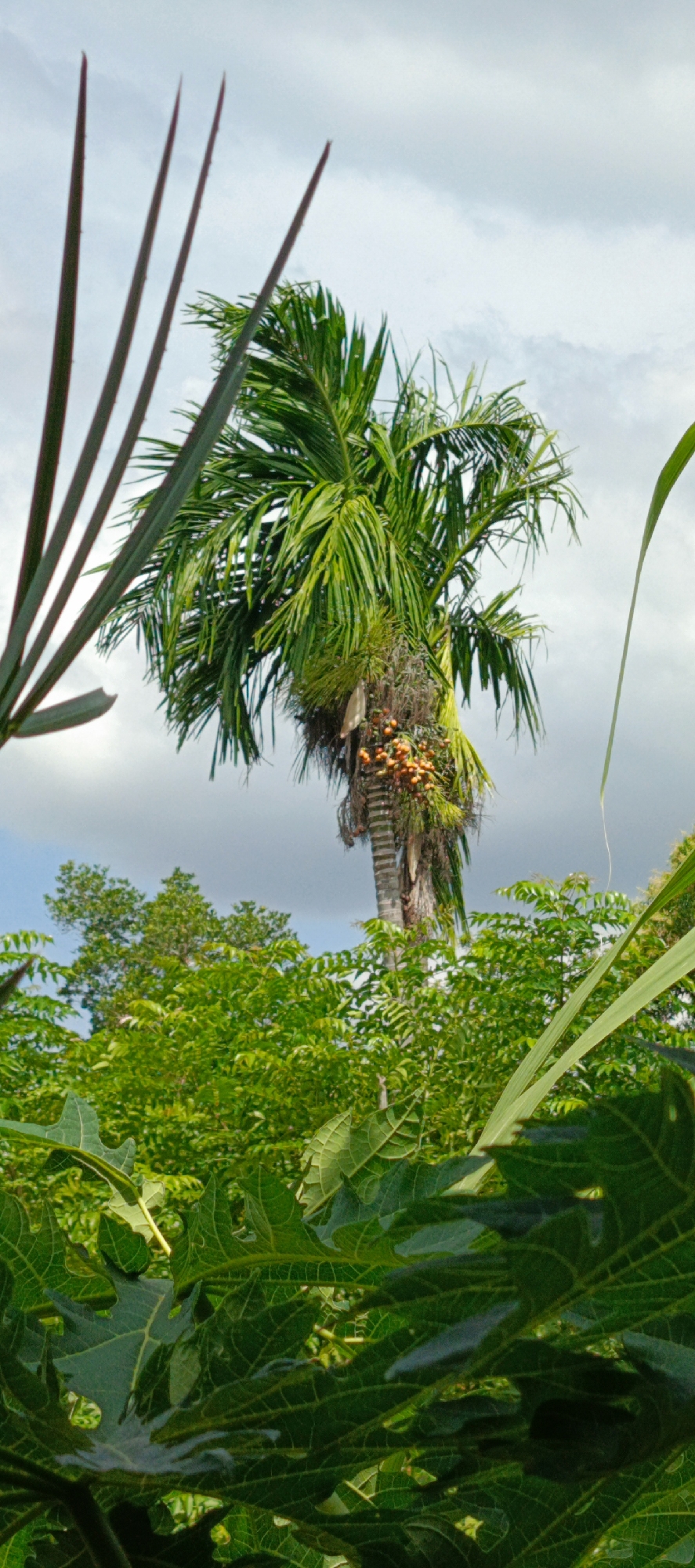 A tall, slender palm tree with green fronds dominates the center of the frame against a cloudy sky. The tree trunk is textured and displays a cluster of small, orange fruits. In the foreground, large, dark green leaves, likely from a papaya plant, partially obscure the view. Behind the palm tree, a dense layer of green foliage from other trees and shrubs forms a verdant backdrop. The scene appears to be outdoors, possibly in a garden or natural setting.