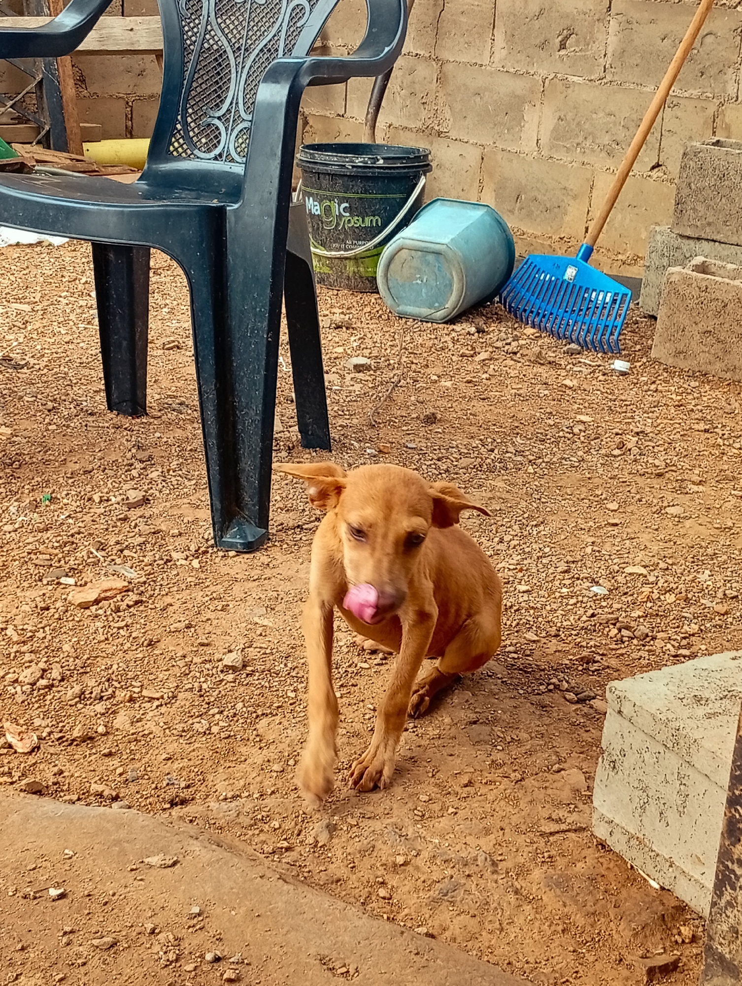 This outdoor scene, set in Altagracia, Venezuela, features a lean, light brown dog in the foreground, captured mid-motion with its tongue extended. The ground is composed of reddish-brown gravel and dirt, interspersed with small rocks and debris. In the background, a dark-colored plastic chair with a patterned backrest is positioned to the left. Adjacent to the chair, a dark bucket marked "Magic Gypsum ALL PURPOSE" is partially visible, followed by a light blue octagonal plastic container lying on its side. To the right, a blue plastic rake with a wooden handle leans against a light-colored concrete block wall. Multiple rough-hewn concrete blocks are stacked and scattered along the right side of the frame, near the wall.