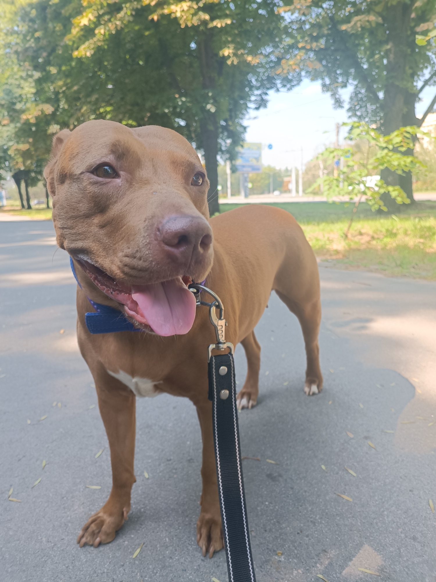 A brown pit bull on a leash stands on an asphalt path in a park or street. The dog has its tongue out and is looking to the side. Trees and a clear sky are visible in the background. The location is Zaporizhzhia, Ukraine.