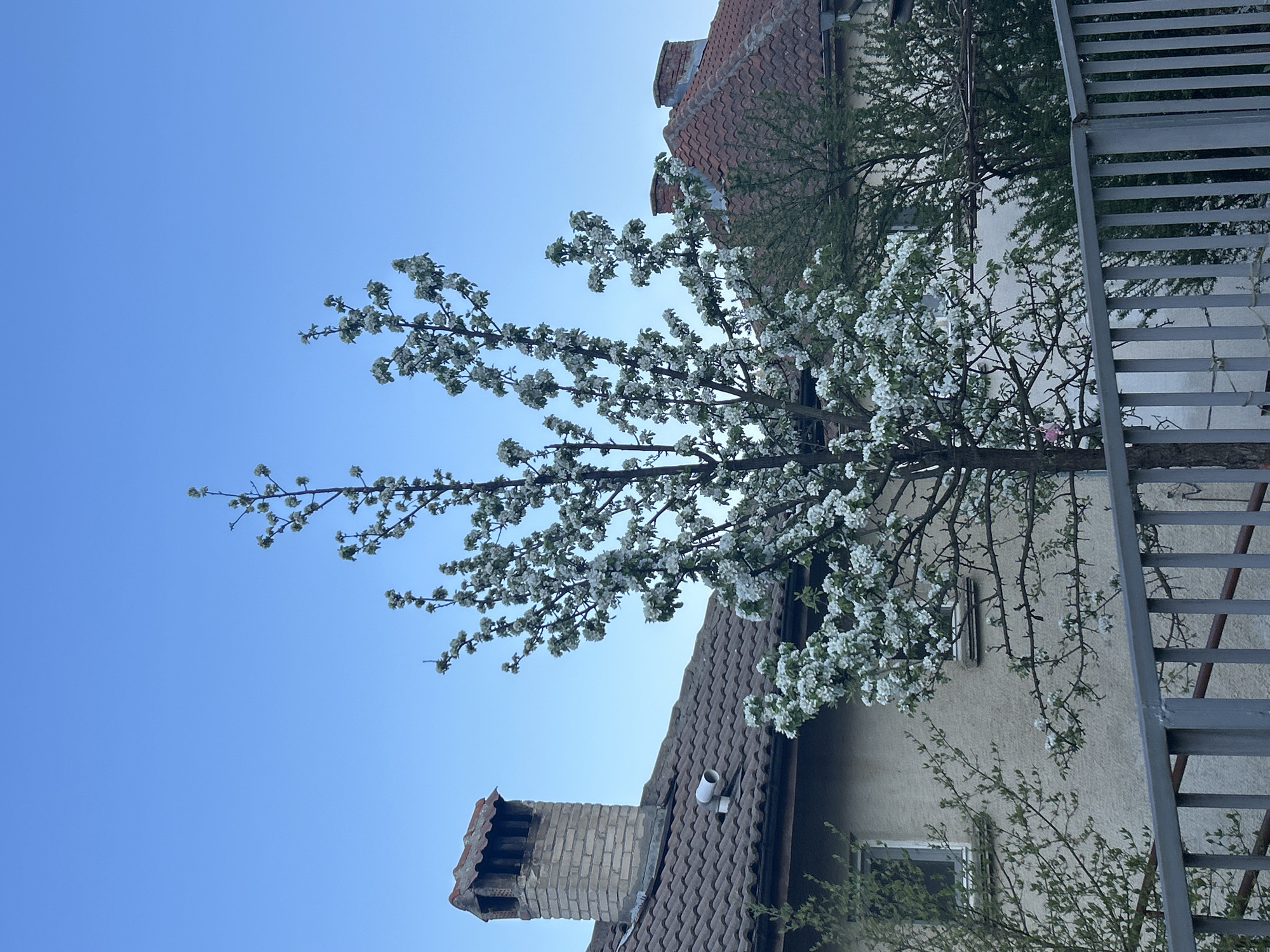 An outdoor shot depicts a flowering tree with white blossoms against a clear blue sky. The tree is positioned near a building with a tiled roof and a brick chimney. A metal fire escape is visible on the side of the building. The location is possibly in Zlatograd, Bulgaria.