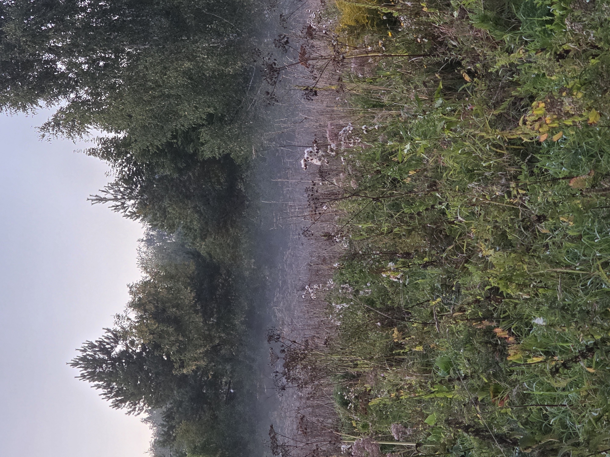 A hazy, low-angle shot captures a marshy field in the early morning, shrouded in mist that obscures the distant treeline. The foreground is densely populated with a variety of dried and fading plants, featuring tall stalks topped with brown seed heads, interspersed with green grasses and occasional white and pink wildflowers. A faint scattering of yellow flowers can be seen towards the right. Behind the dense vegetation, a soft layer of fog blankets the ground, creating a diffused transition to the darker, indistinct shapes of trees in the mid-ground. The sky above is a pale, overcast grey. The image is located in Rechitsa, Russia.