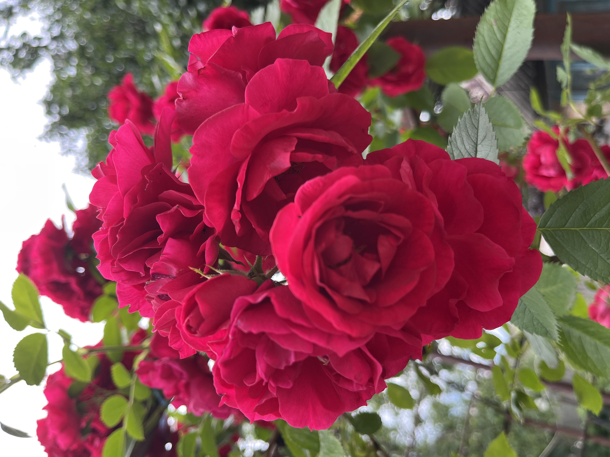 The image shows a close-up view of a cluster of vibrant red roses in bloom. The roses are the primary subject, with their layered petals and deep crimson color filling the foreground. Several roses are in focus, displaying intricate petal formations, while others are slightly out of focus, creating a soft bokeh effect in the background. Green leaves of the rose bush are interspersed among the flowers, adding a contrasting color and texture.
The background is a blur of soft green foliage and hints of a pale sky, suggesting an outdoor setting. In the far background, there are elements that appear to be part of a garden or yard, including what might be a wooden fence or structure with a rustic appearance. The lighting suggests it is daytime, possibly overcast or in the shade, as there are no harsh shadows.
The scene is located in the city of Kalynivka, Ukraine.
