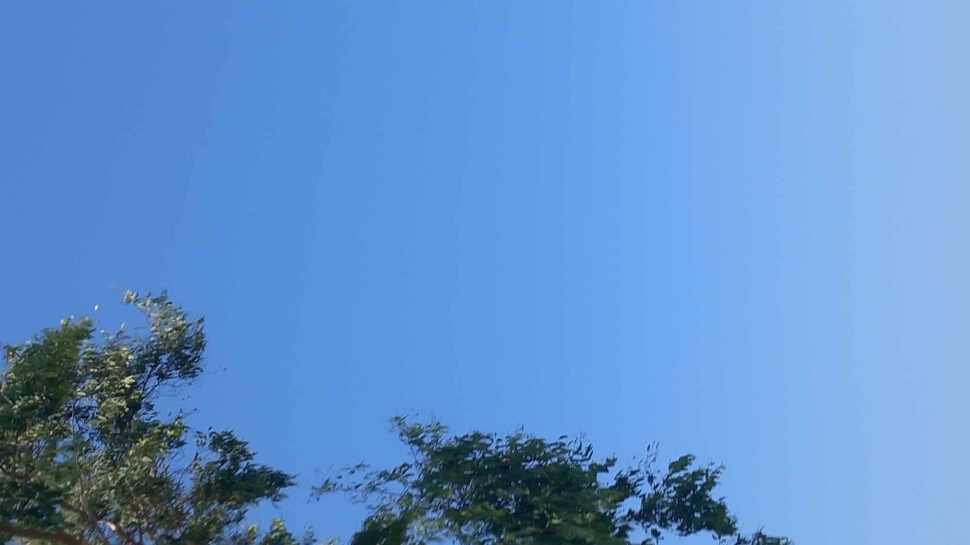 The image is an outdoor, low-angle shot against a clear, bright blue sky. On the left side of the frame, a portion of a tree with green leaves and branches extends into the sky. The leaves are a deep green, and some are blurred, suggesting movement from wind. A few small white objects, possibly flowers or seed pods, are scattered amongst the leaves. The rest of the image is dominated by the uniform blue of the sky. There are no discernible structures, people, or specific landmarks that would indicate a location within Ηρακλής, Greece. The scene is natural and tranquil.