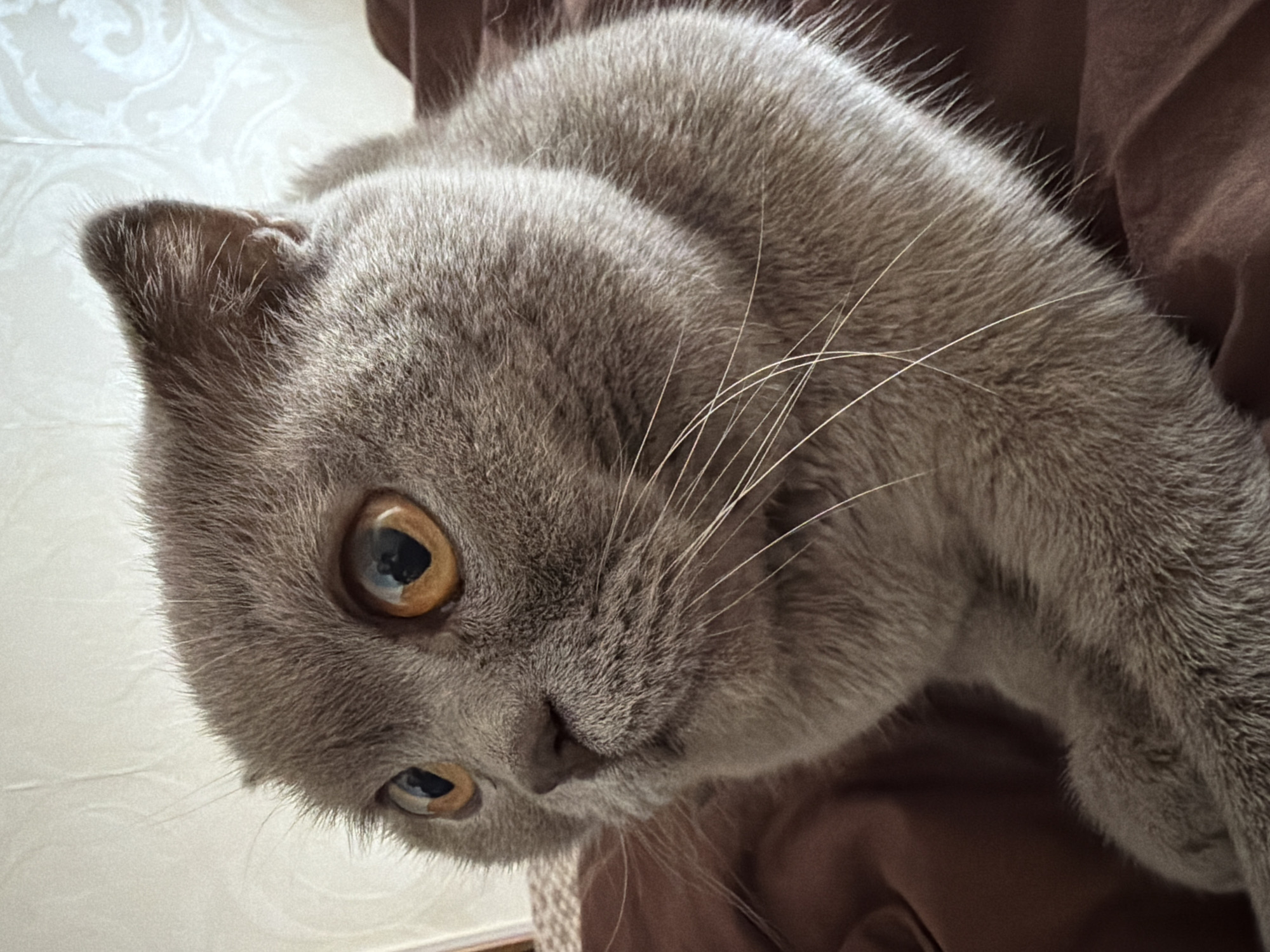 A close-up, eye-level shot shows a British Shorthair cat with gray fur and orange eyes resting on a brown surface, likely a blanket or bed. The cat's head is turned to the left, and its ears are slightly folded back, giving it a distinctive appearance. The background is out of focus, but appears to be a patterned wallpaper. The lighting is soft and natural, highlighting the texture of the cat's fur.