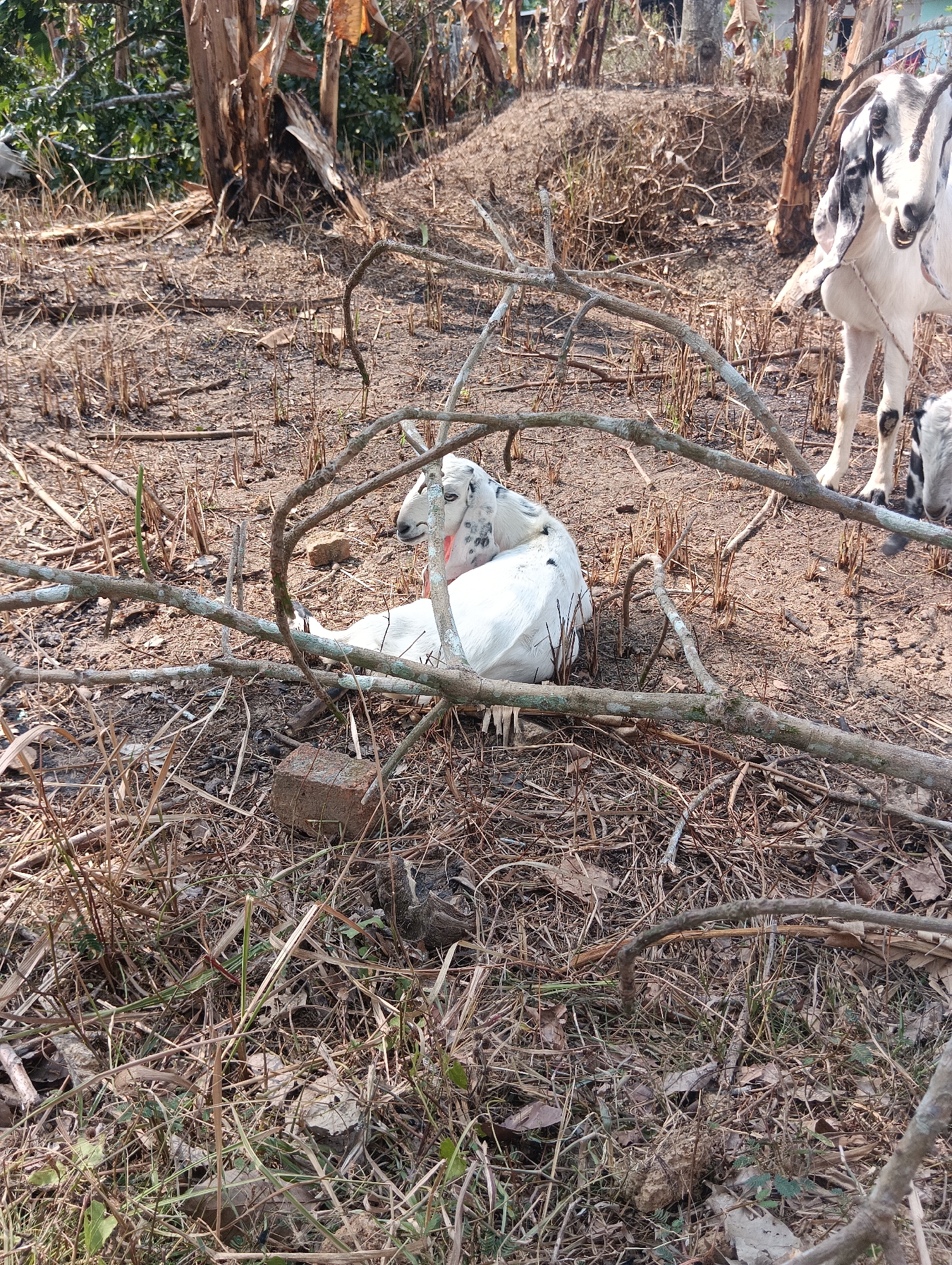 In Pematang Jaya, Indonesia, a goat is lying down on dry ground amidst fallen branches and vegetation. The goat is mostly white with some black markings on its head and back. In the background, another goat, also white with black markings, stands partially visible. The environment appears to be rural, with dry soil, dead grass, and several banana trees in the background. The lighting suggests it is daytime.